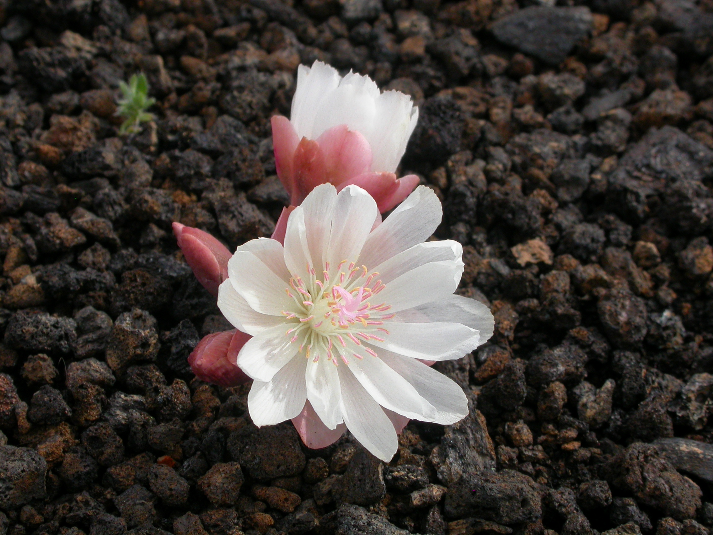 Lewisia rediviva (4351639040)