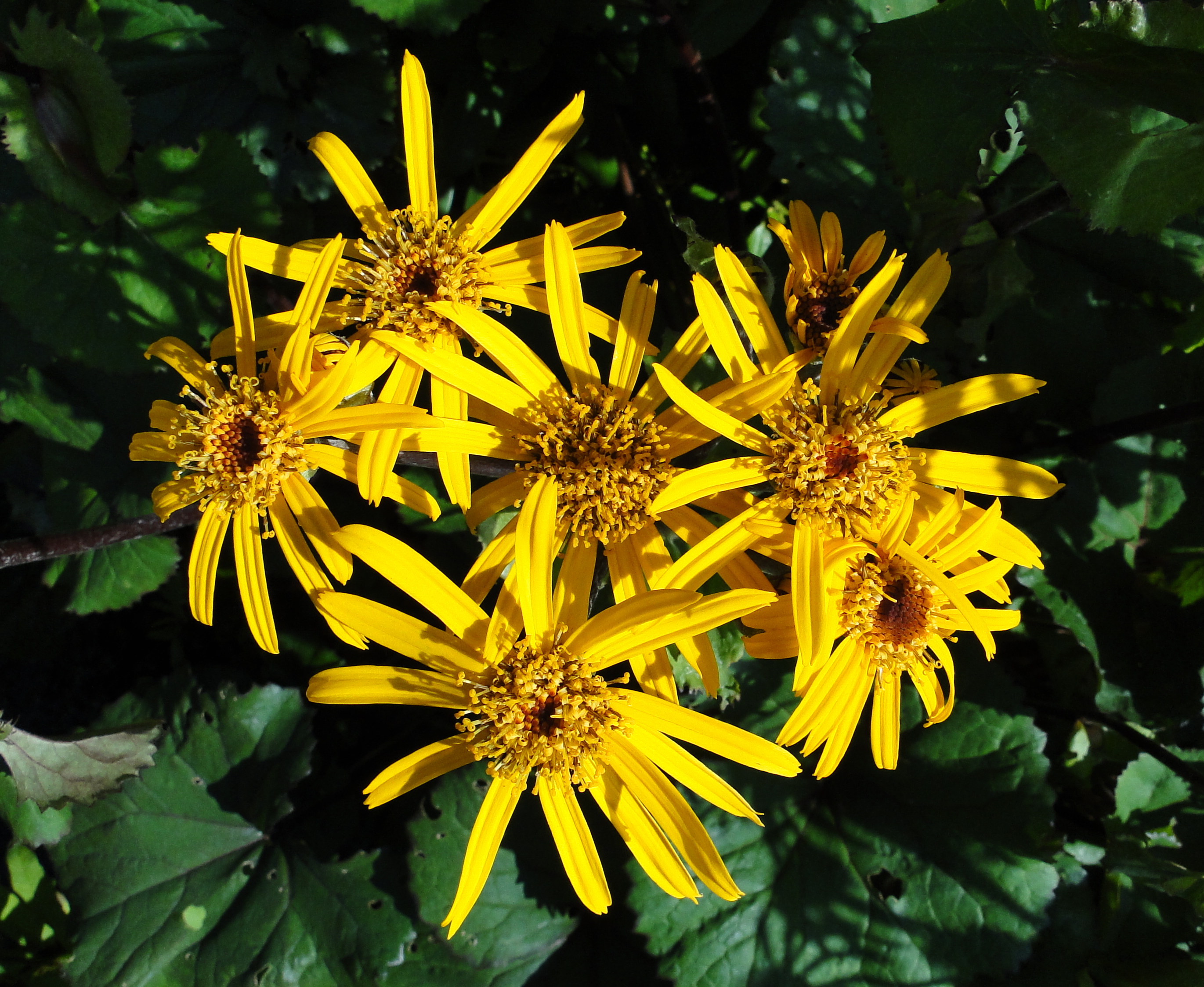 Ligularia dentata