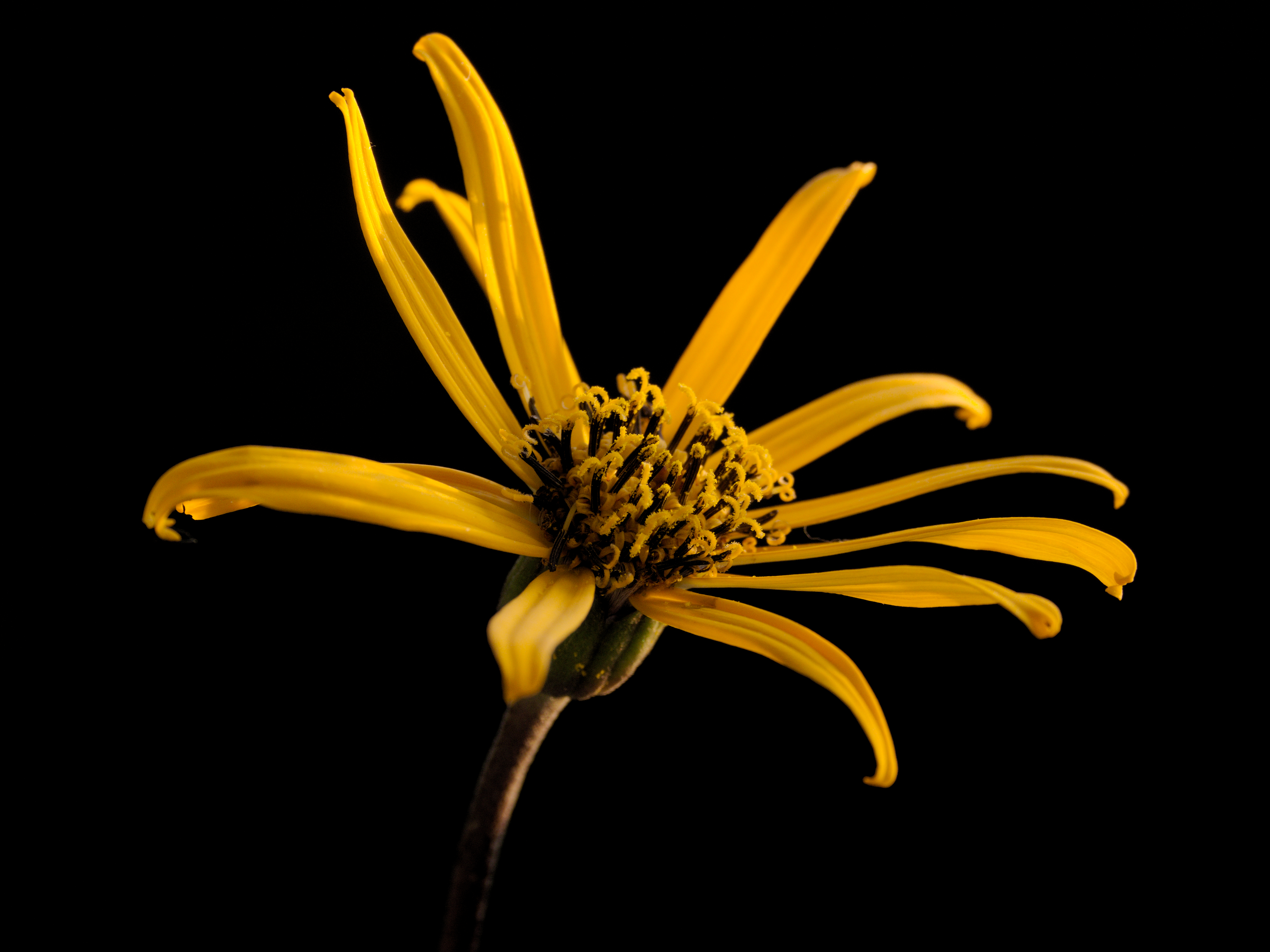 Ligularia dentata Desdemona20150930 4044