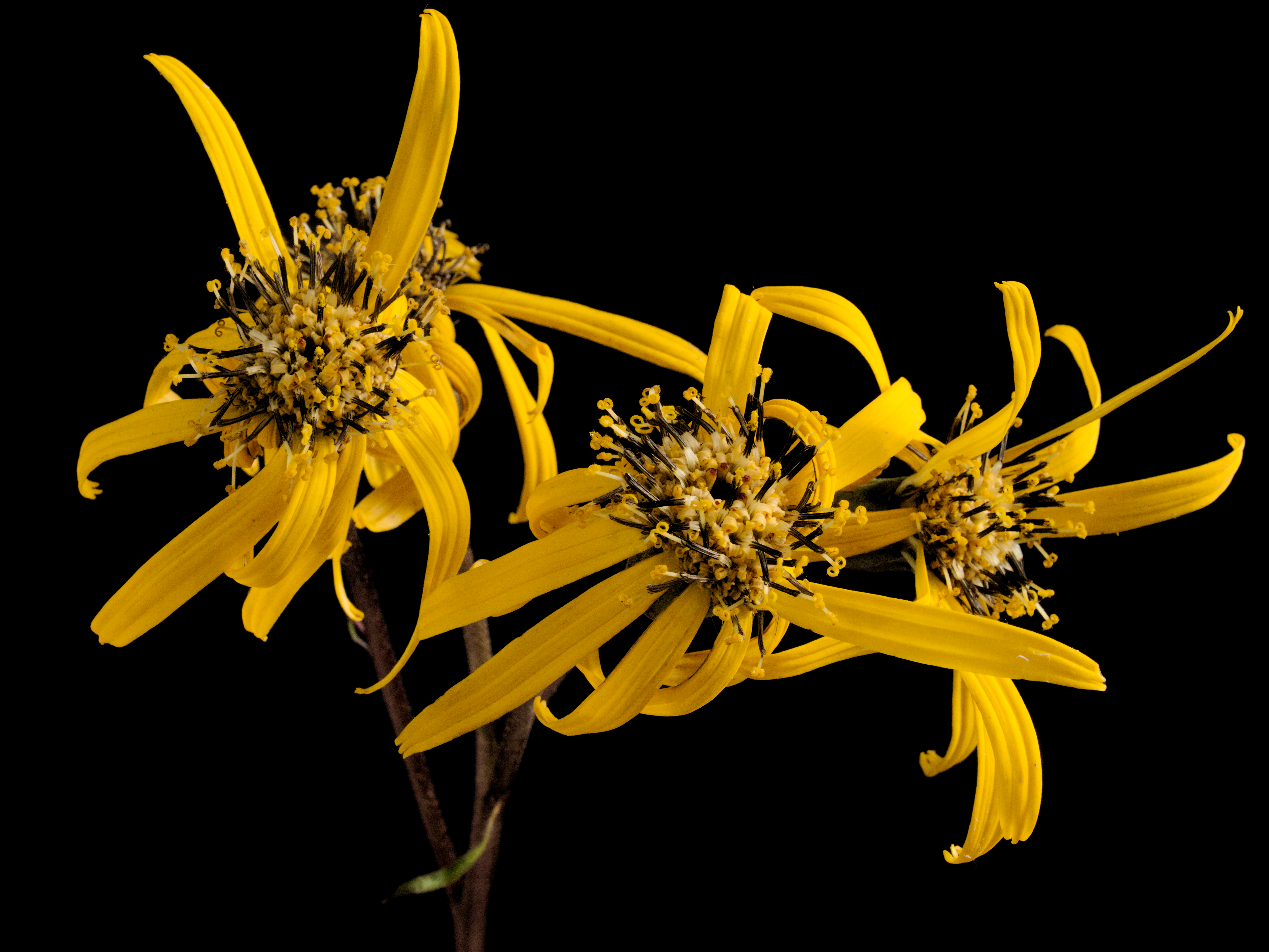 Ligularia dentata Desdemona20160910 5377