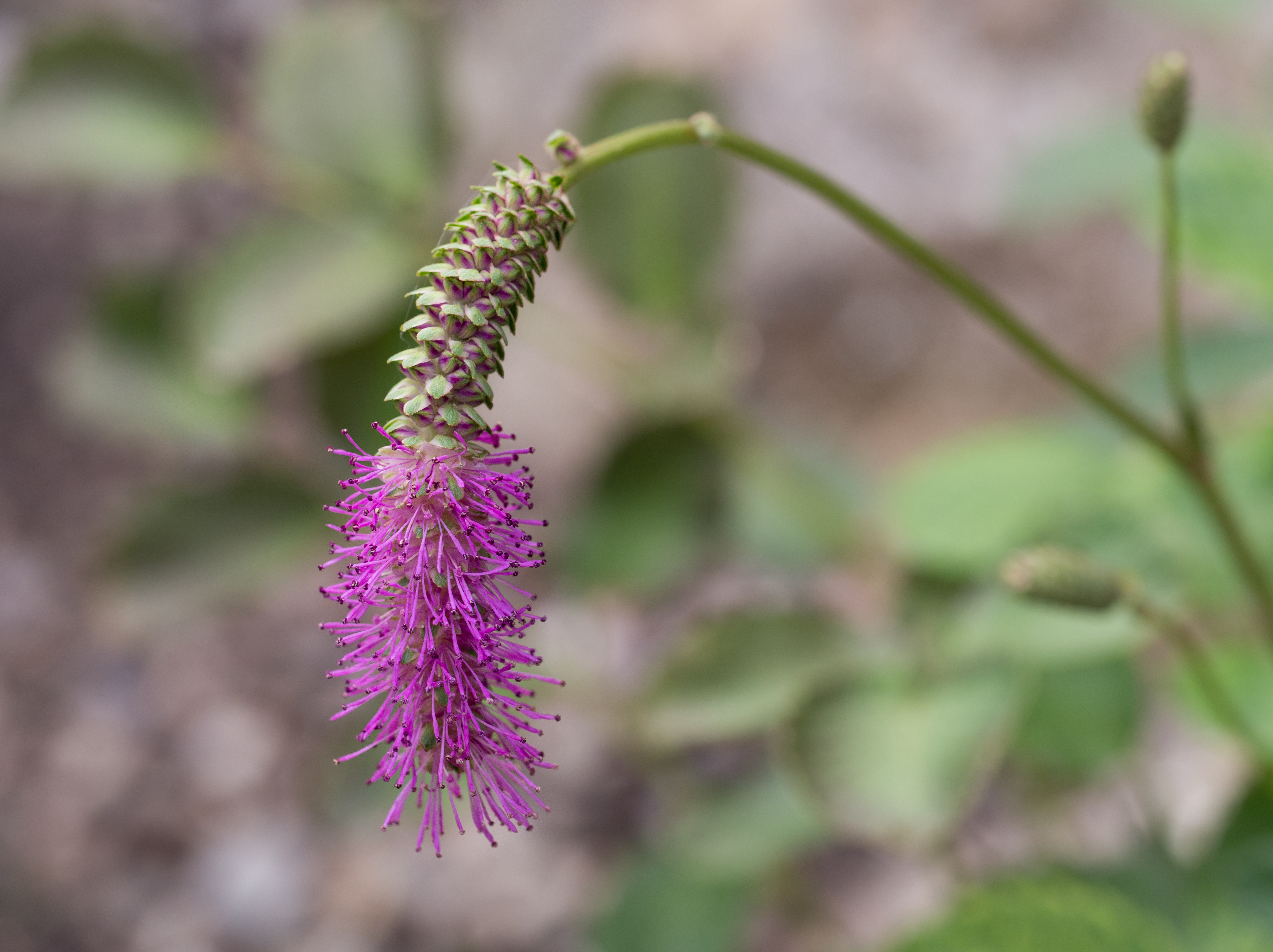 Lilac squirrel (80863)