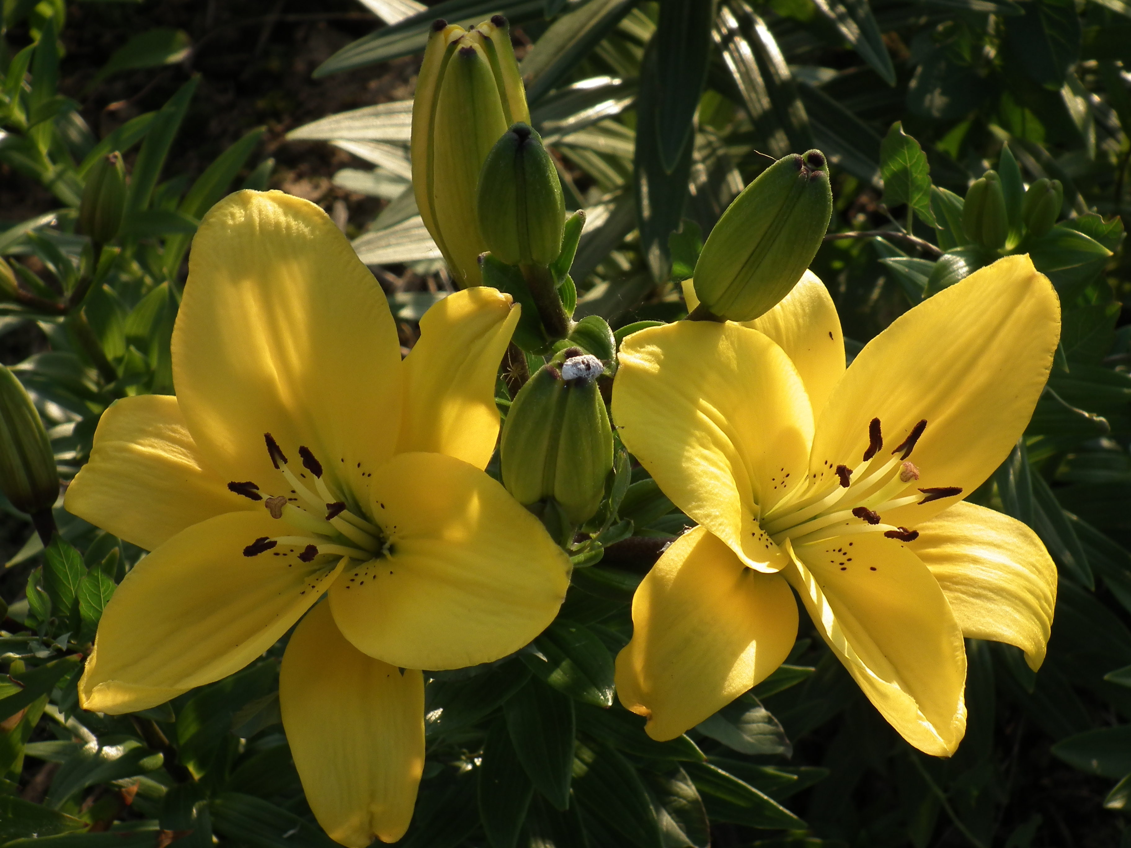 Lilienblüten in gelb