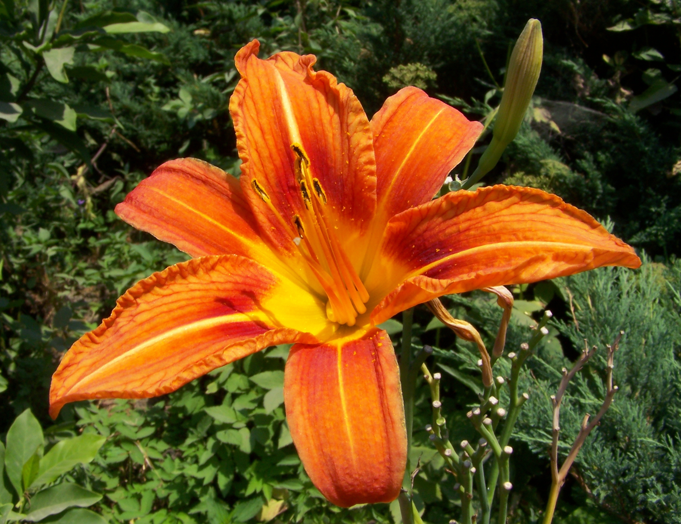 Lilium 2 - kwiat