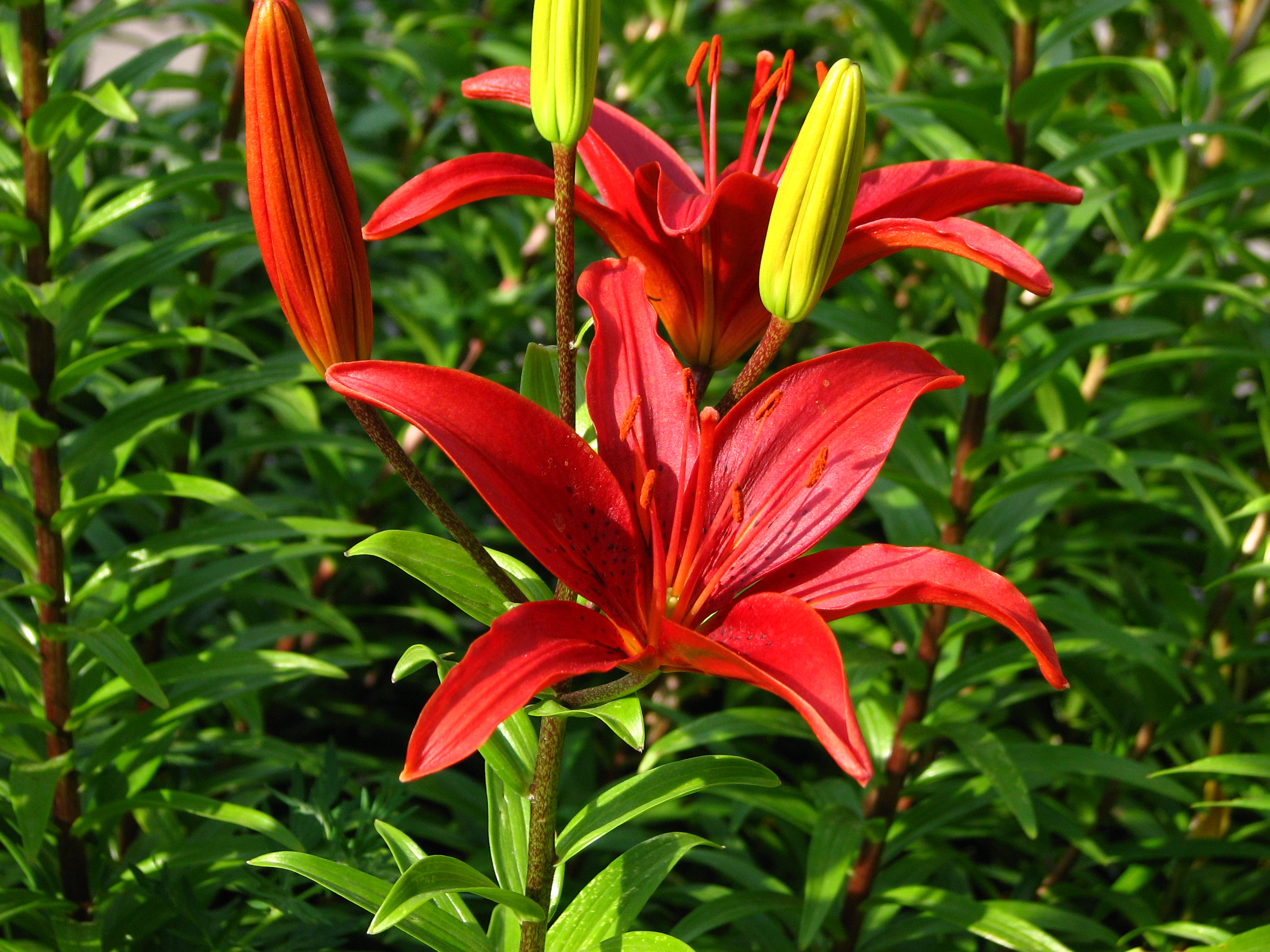 Lilium (dark red cultivar) 01