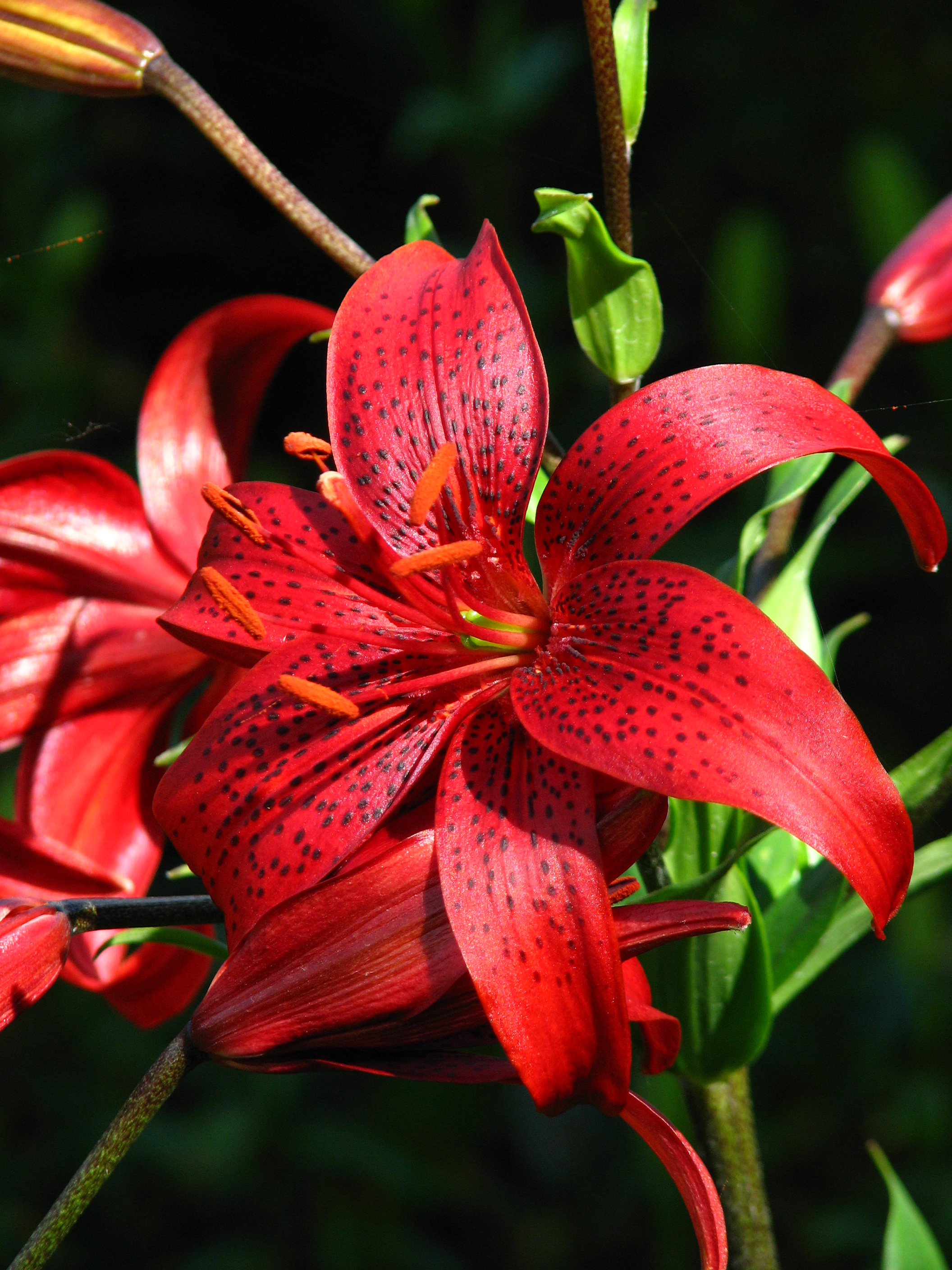 Lilium 'Nochka' 01
