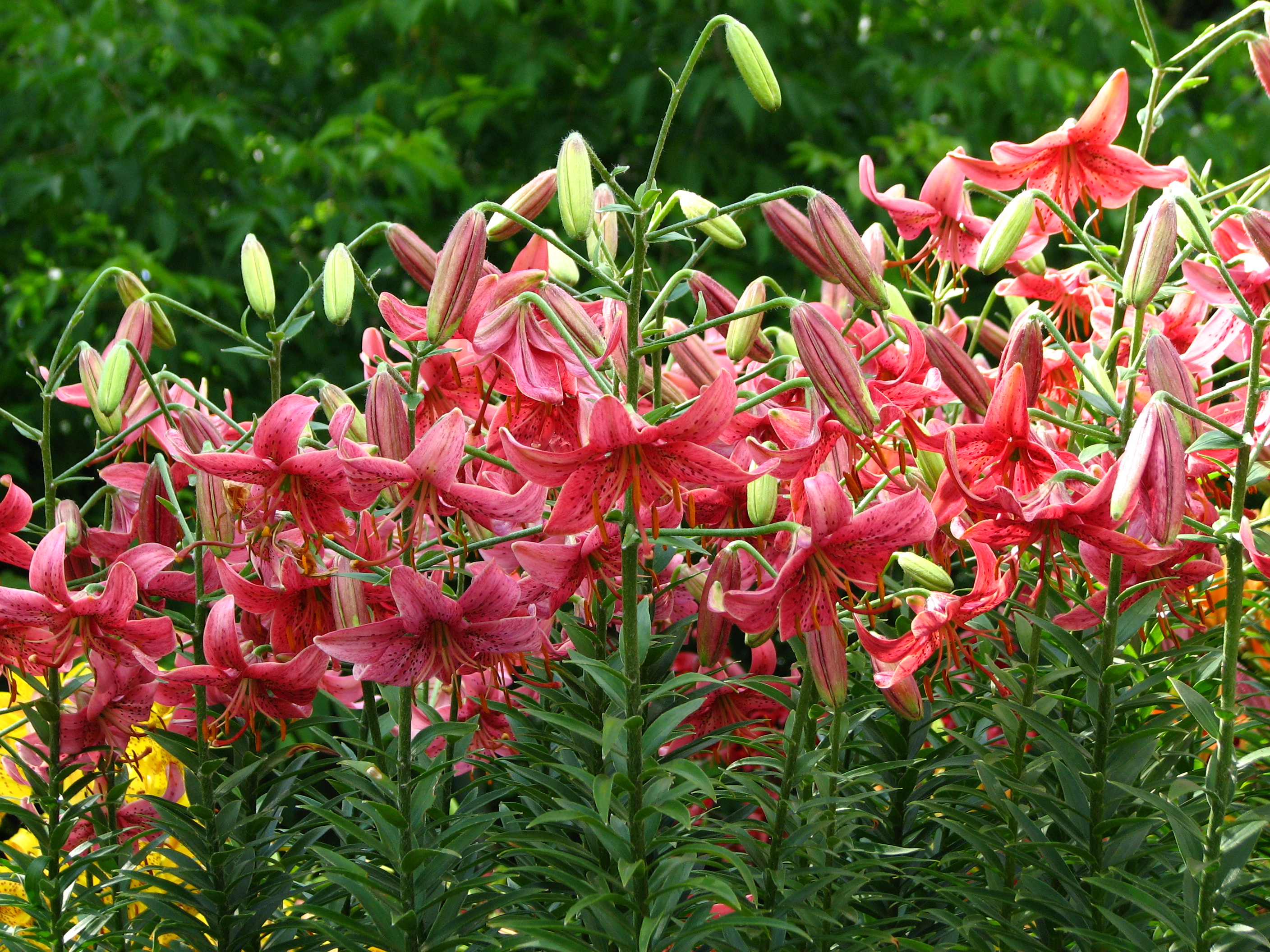 Lilium 'Rosanna' 02