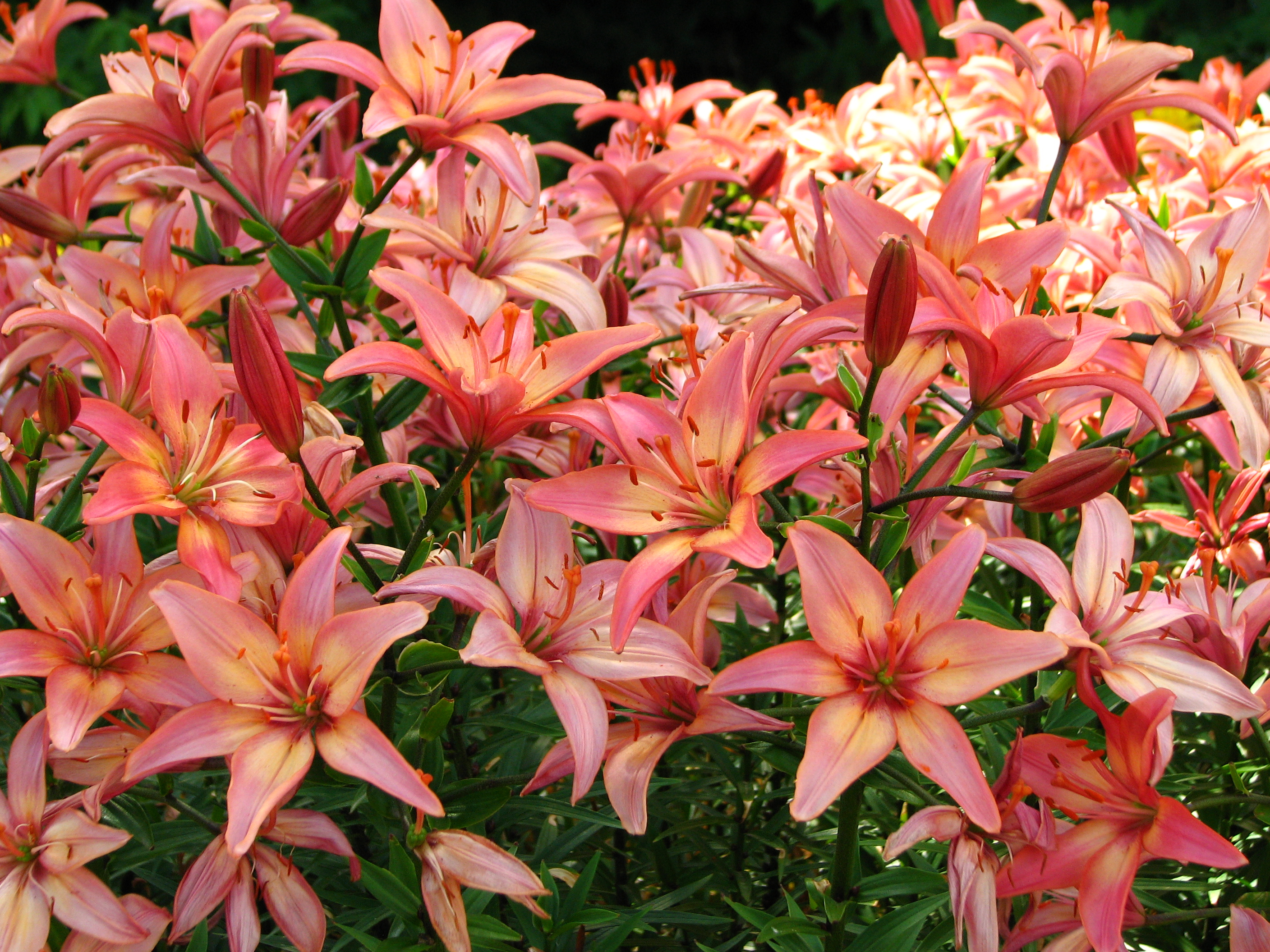 Lilium 'Rozovaya Polyana' 01
