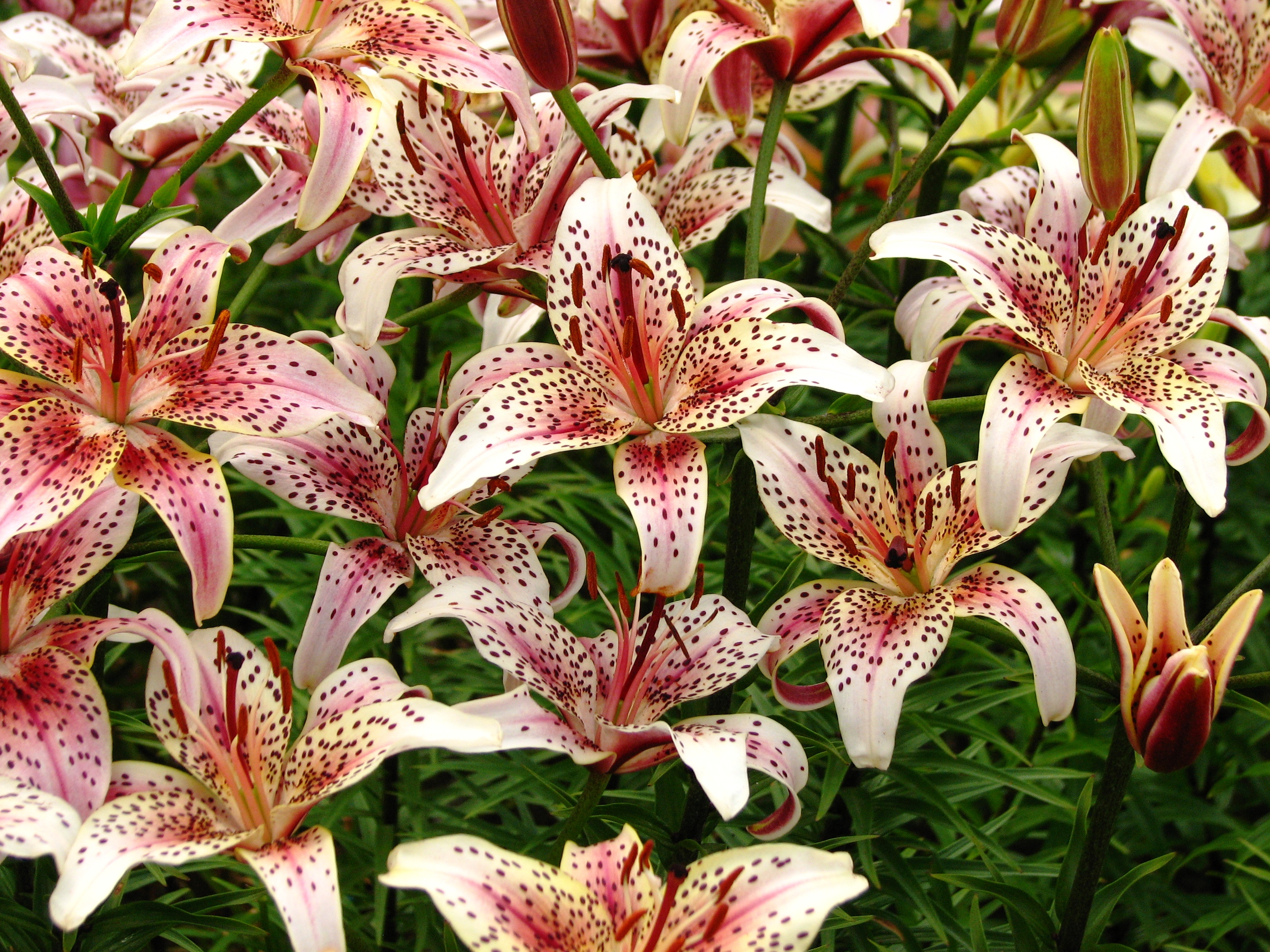 Lilium 'Salamandra' 02
