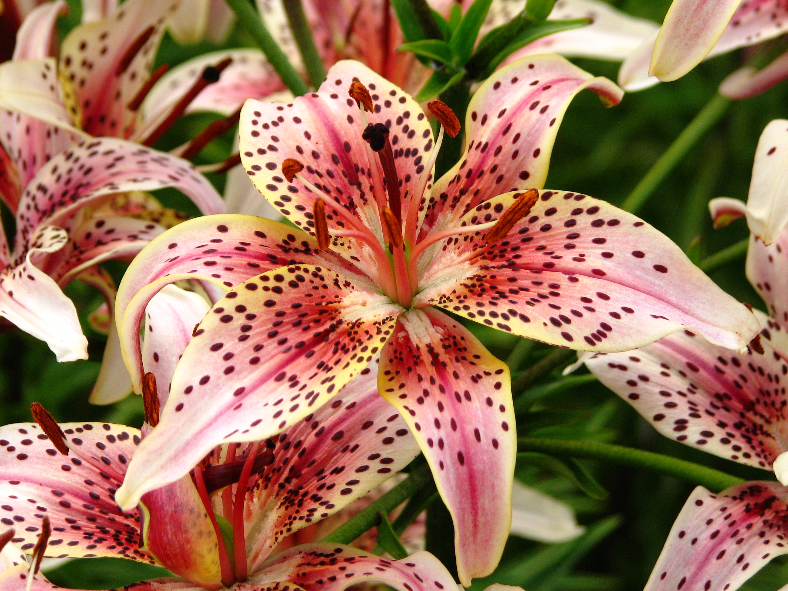 Lilium 'Salamandra' 03
