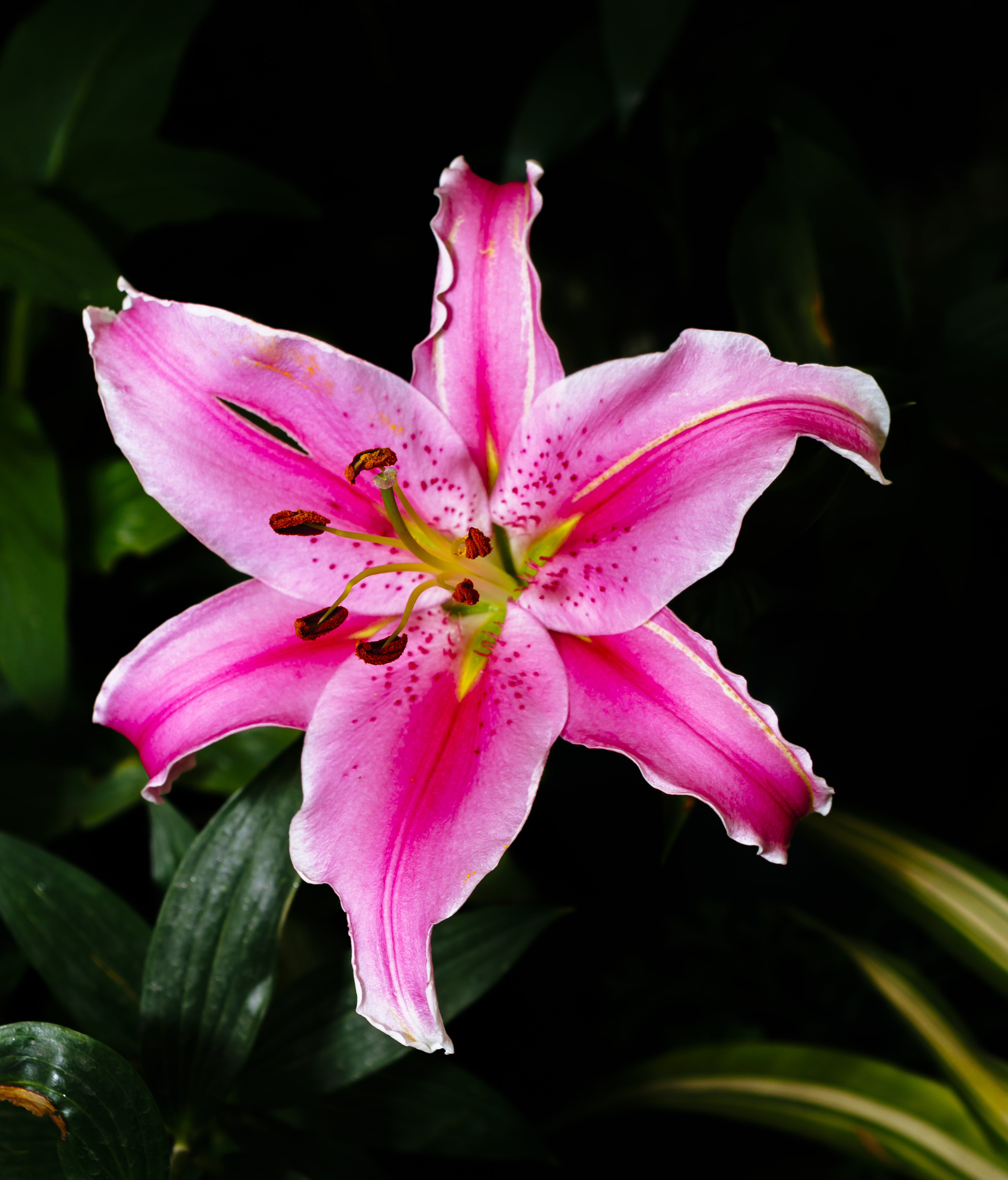 Lilium 'Stargazer' (the 'Stargazer lily')