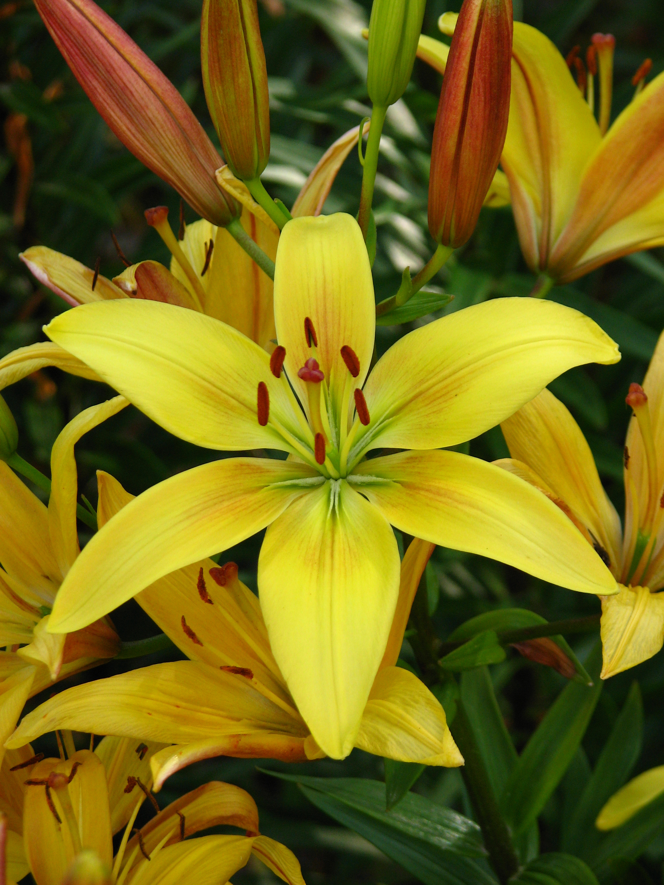 Lilium 'Trade Winds' 01