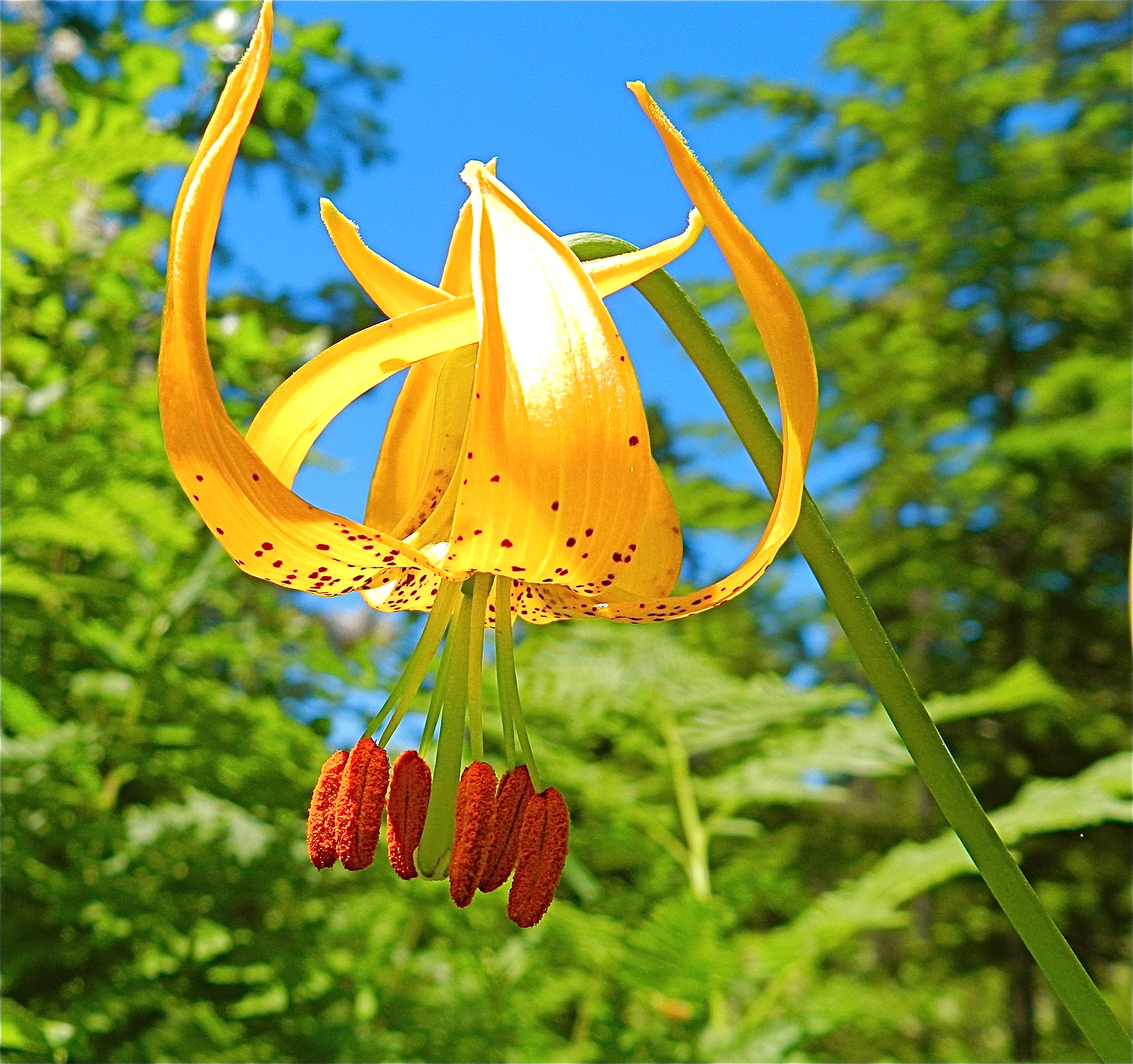 Lilium columbianum (1)