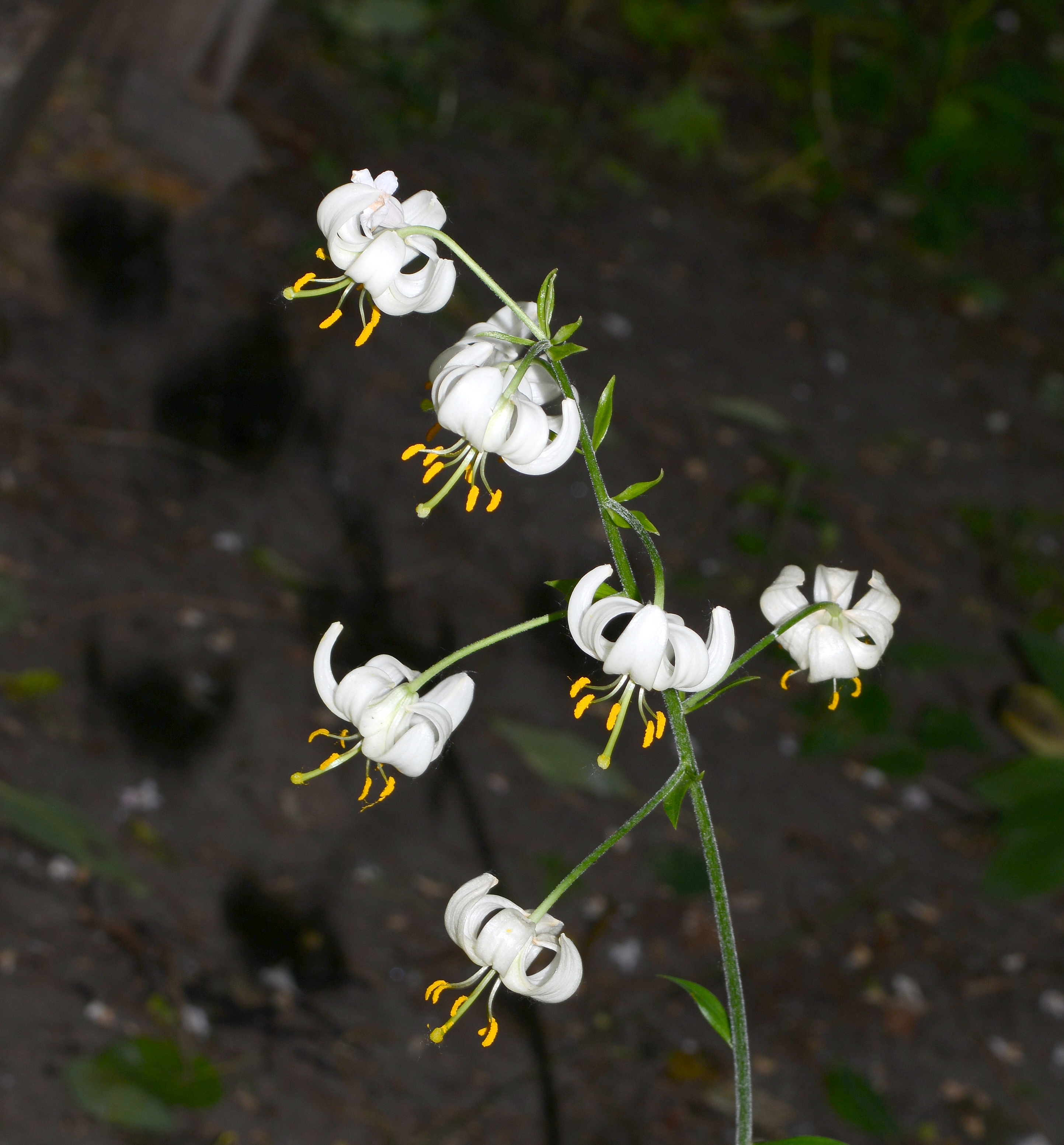 Lilium July 2013-3