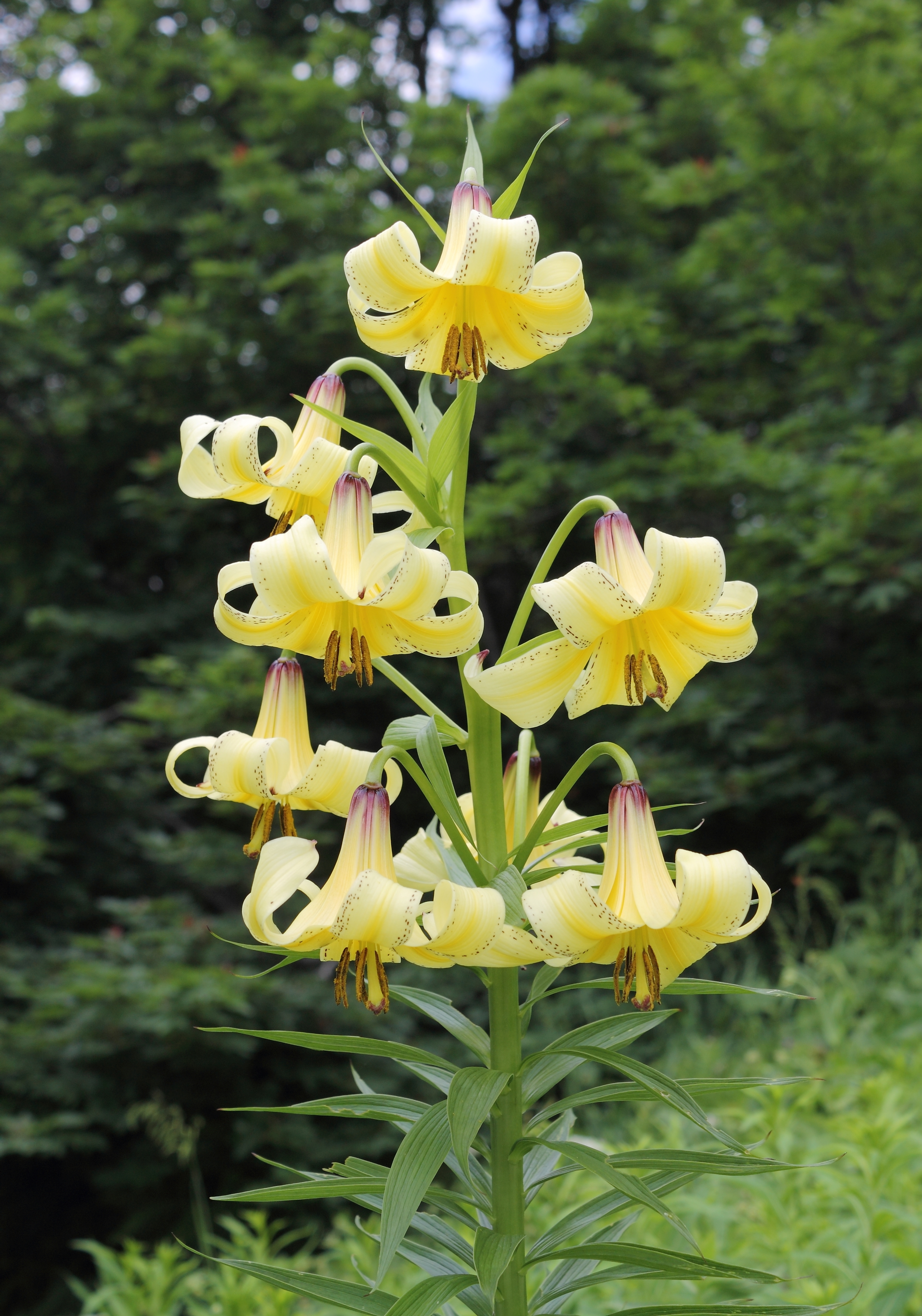 Lilium kesselringianum in Sochi