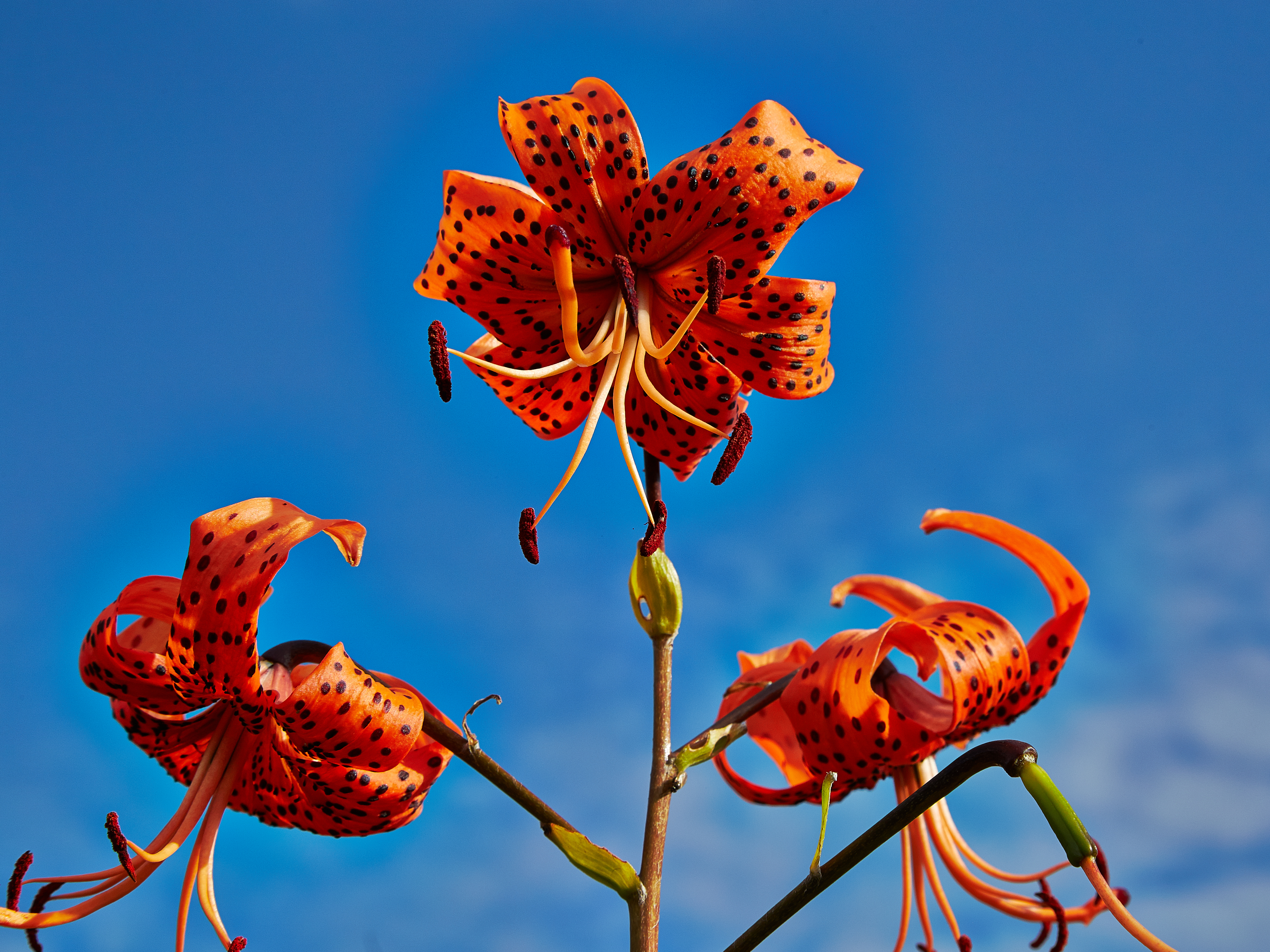 Lilium lancifolium-IMG 9248