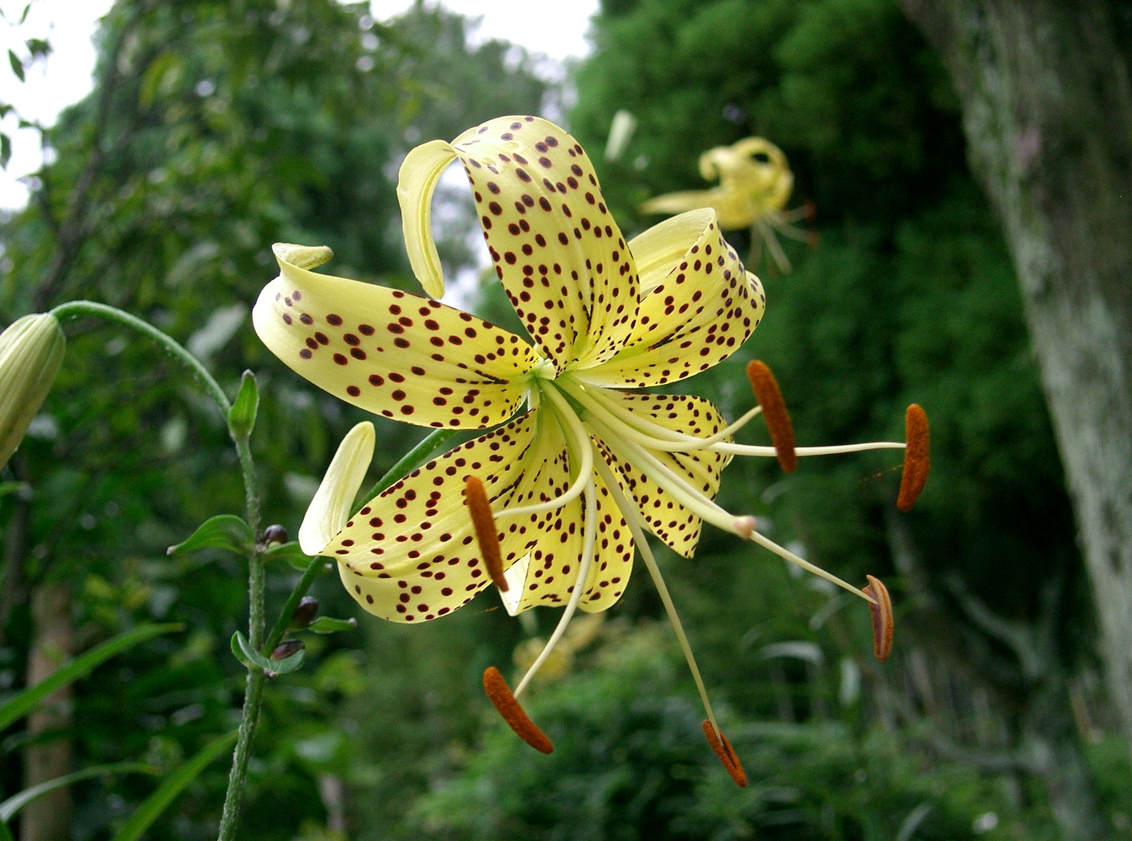 Lilium lancifolium var flaviflorum1