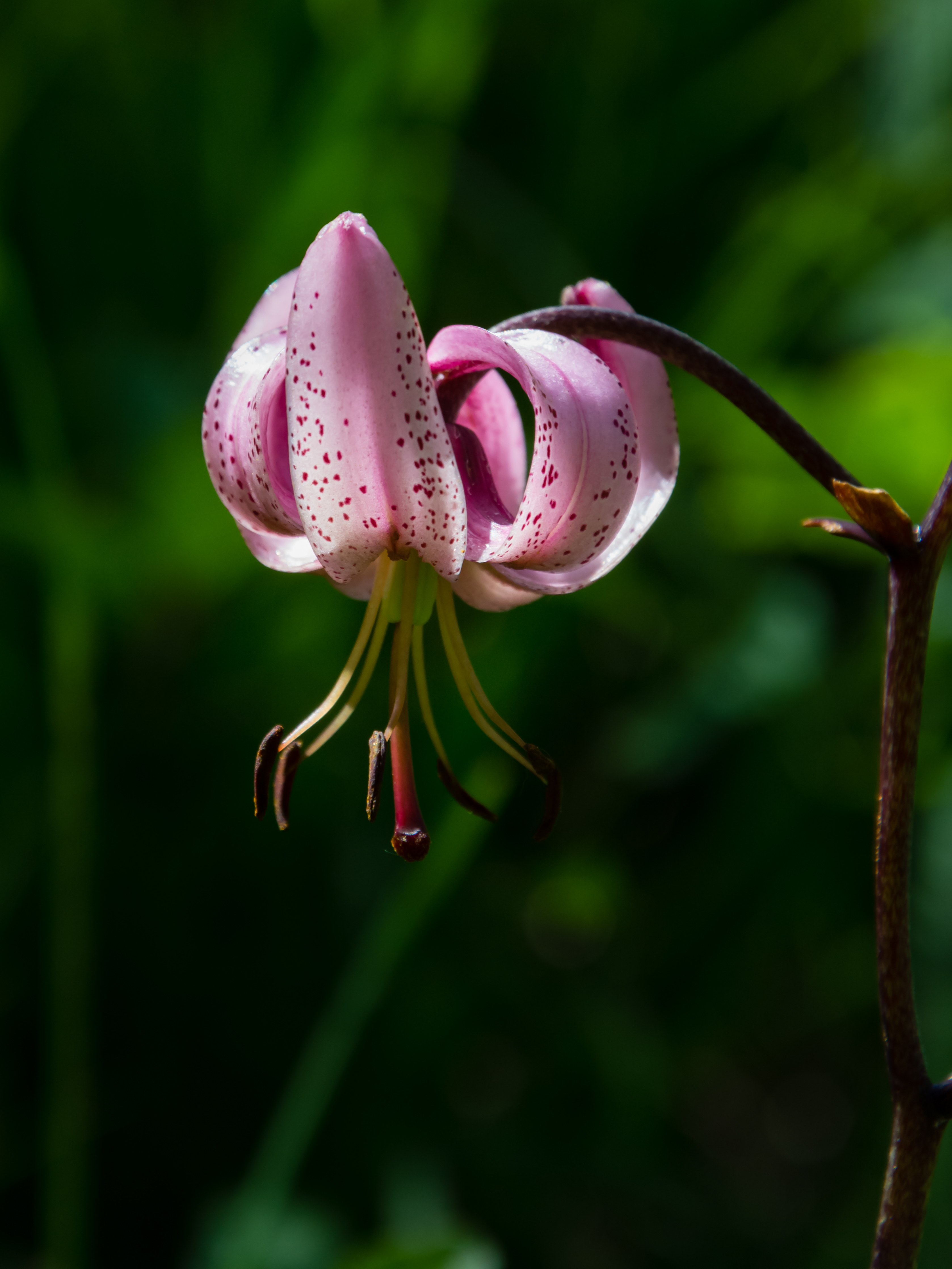 Lilium martagon 01