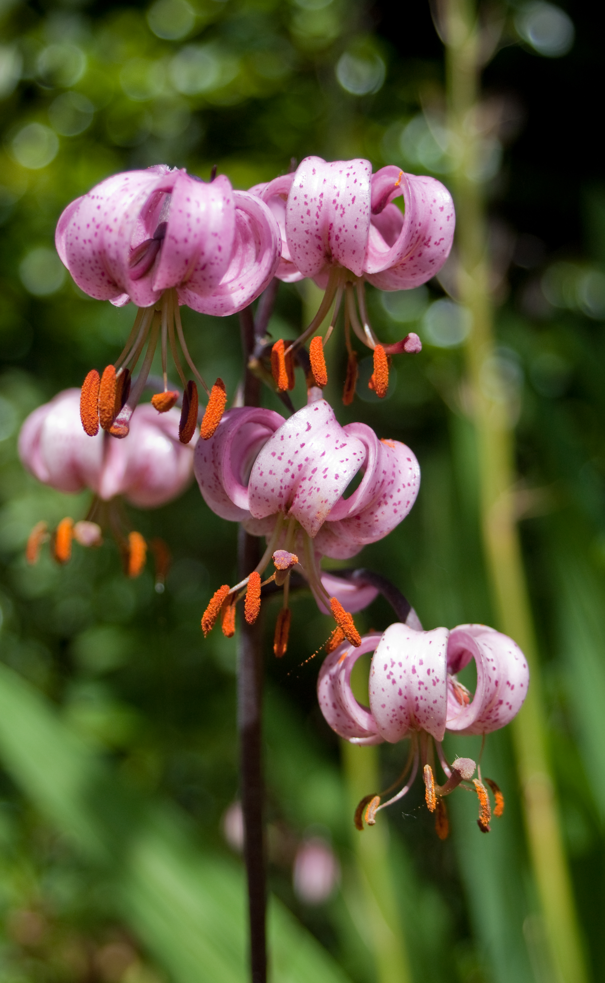 Lilium martagon (Martagon Lily)