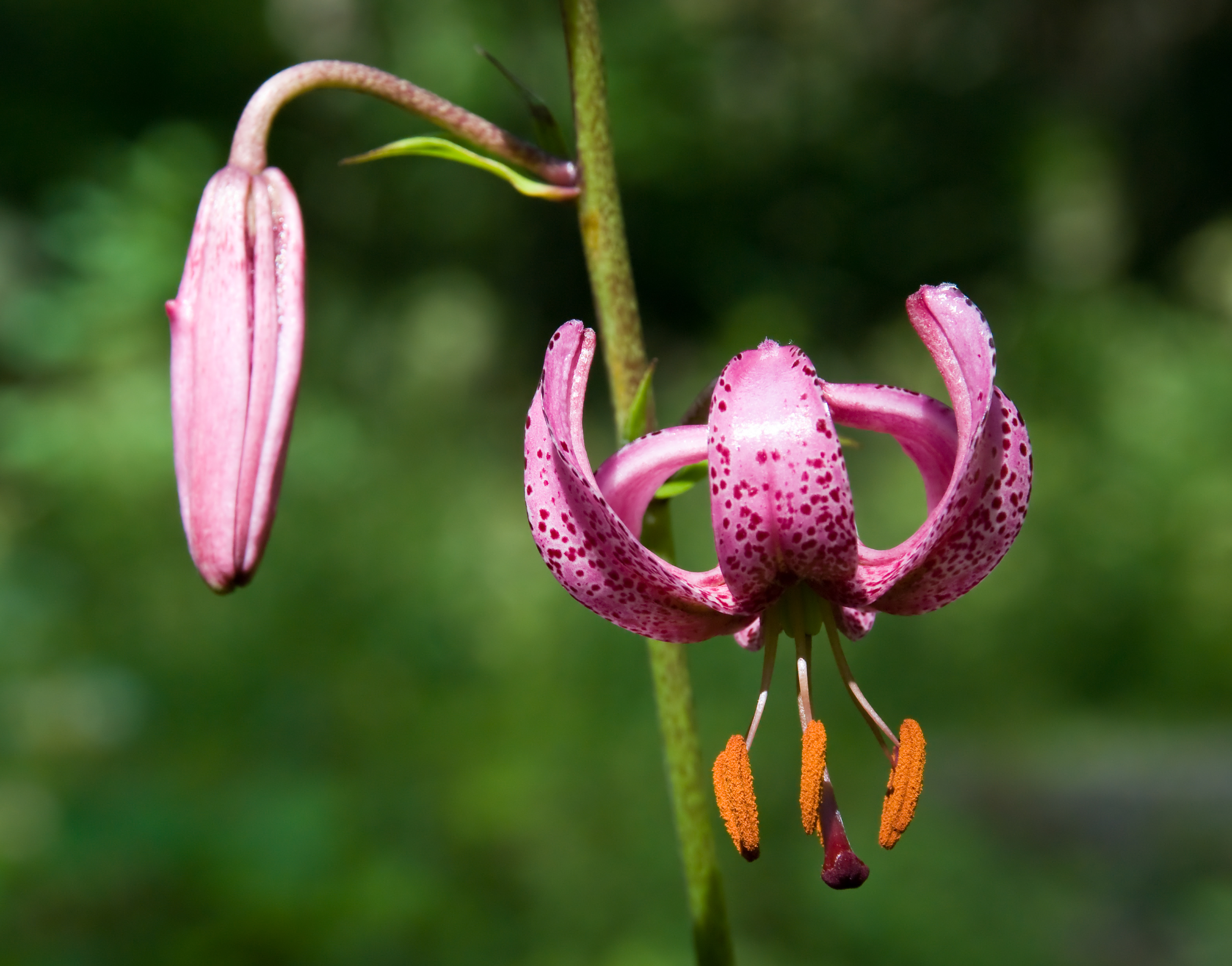 Lilium martagon Kakskerta