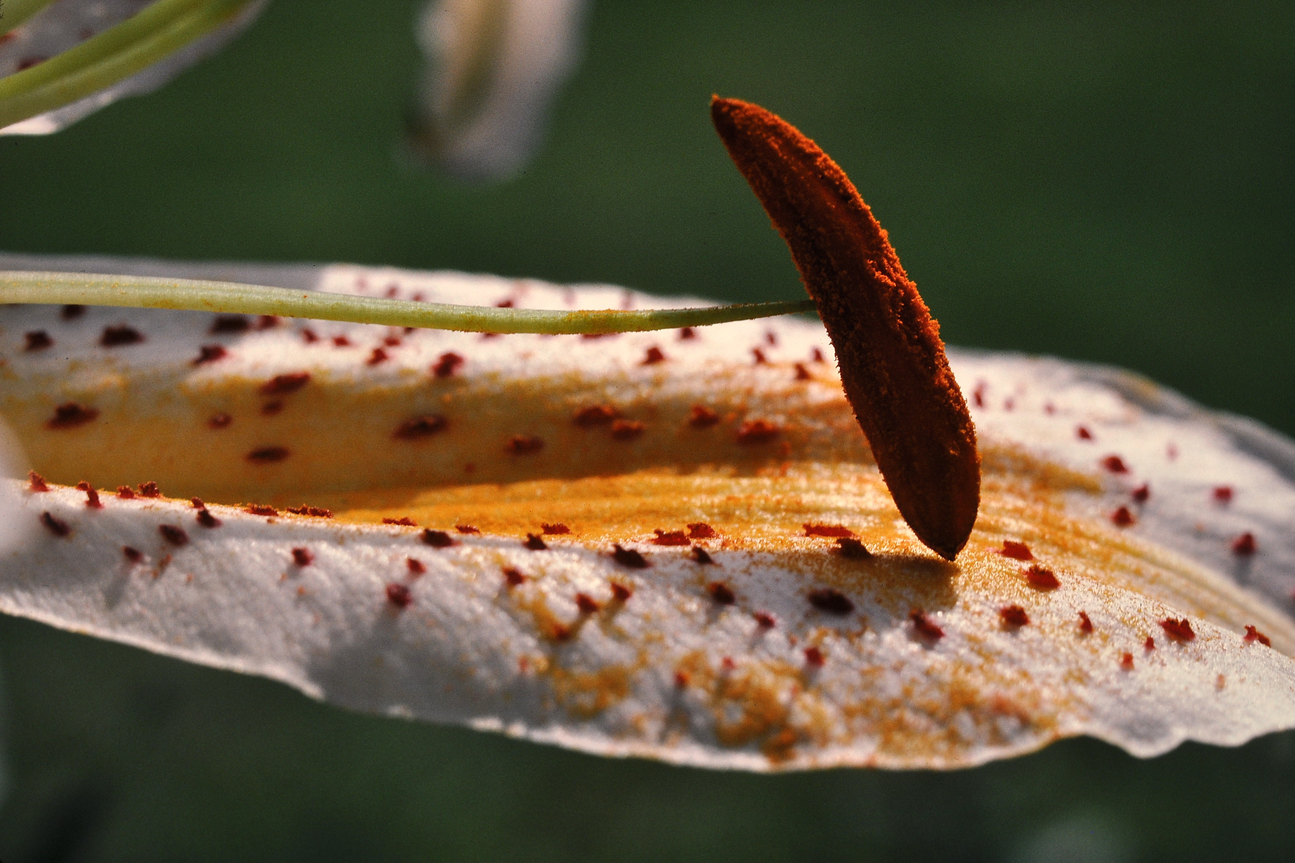 Lily, petal