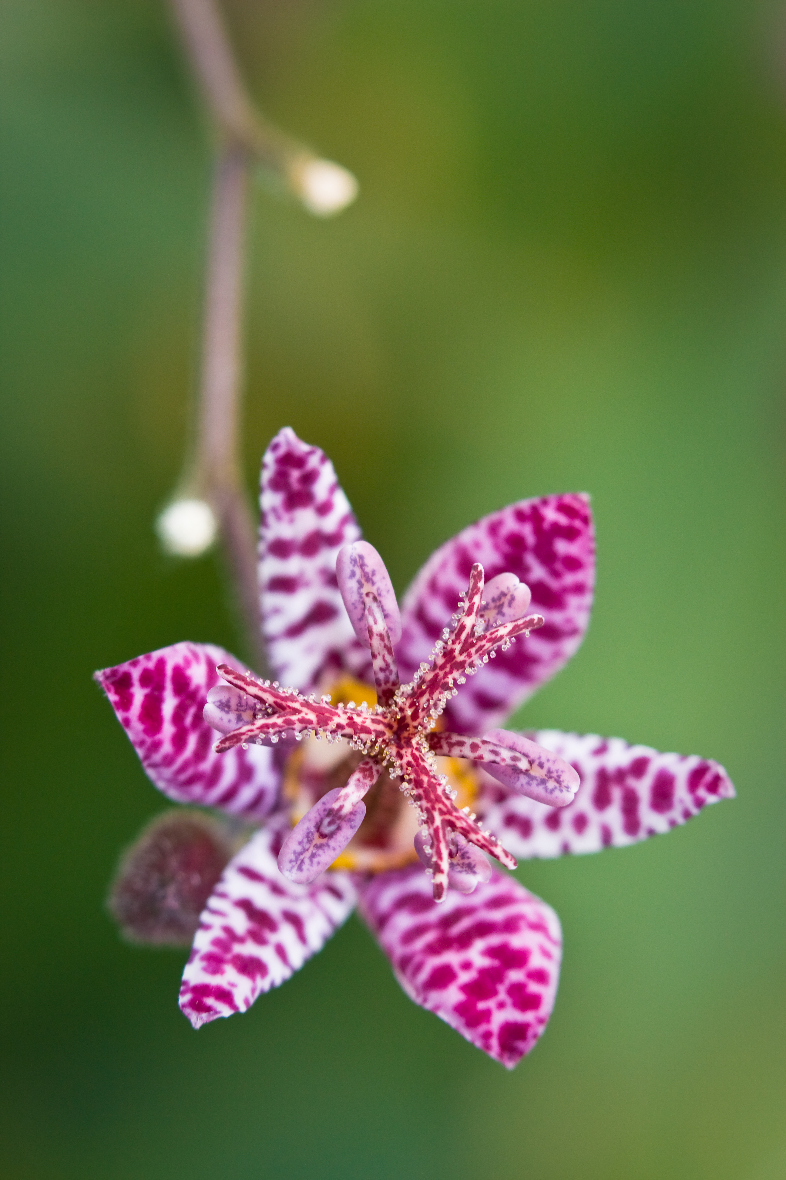 Lily of a Toad 2 (3014484560)