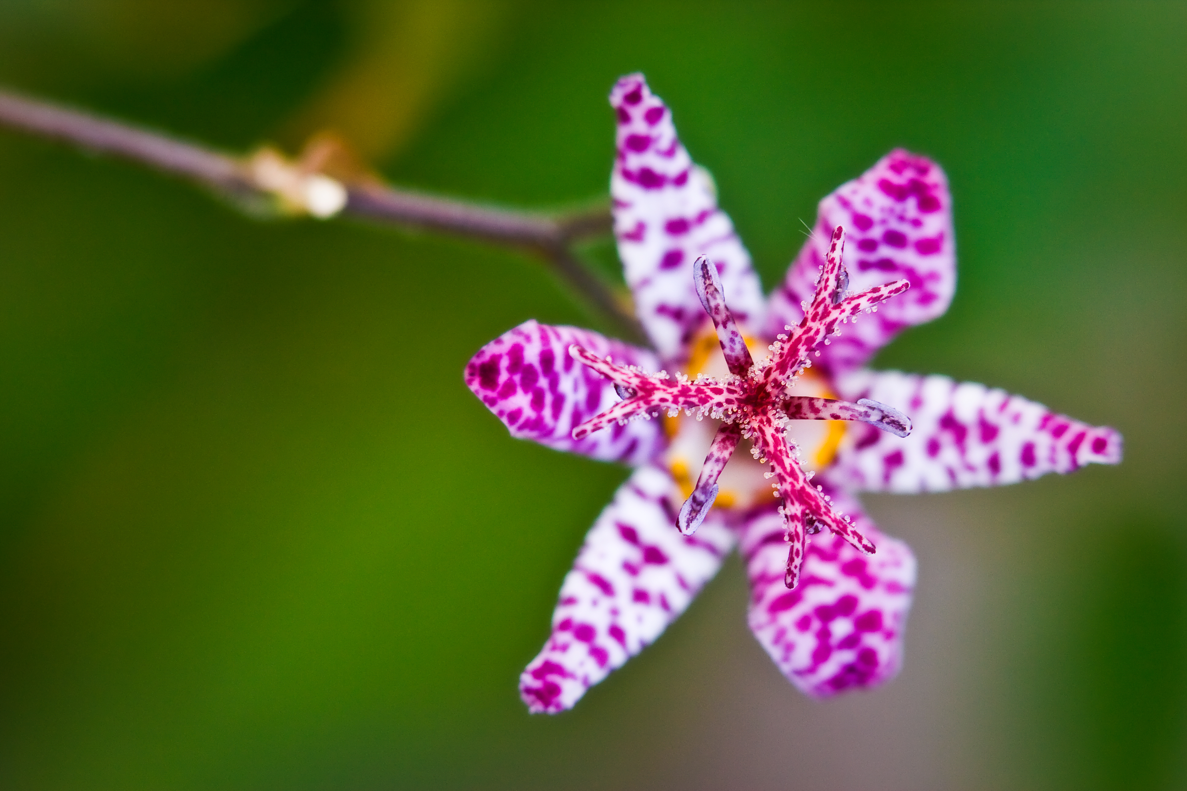 Lily of a Toad 3 (3070222100)