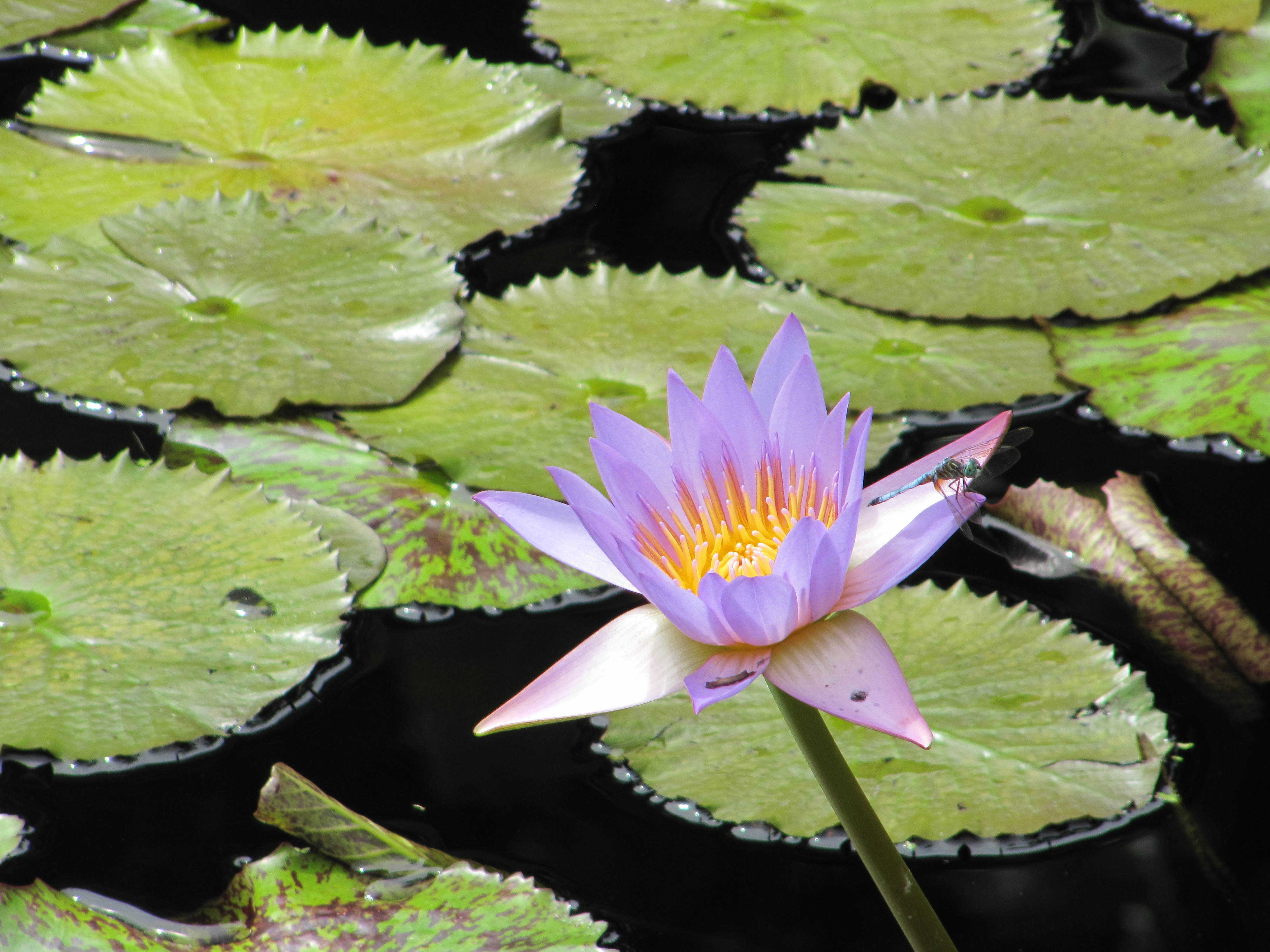 Lilypad reflections 2011