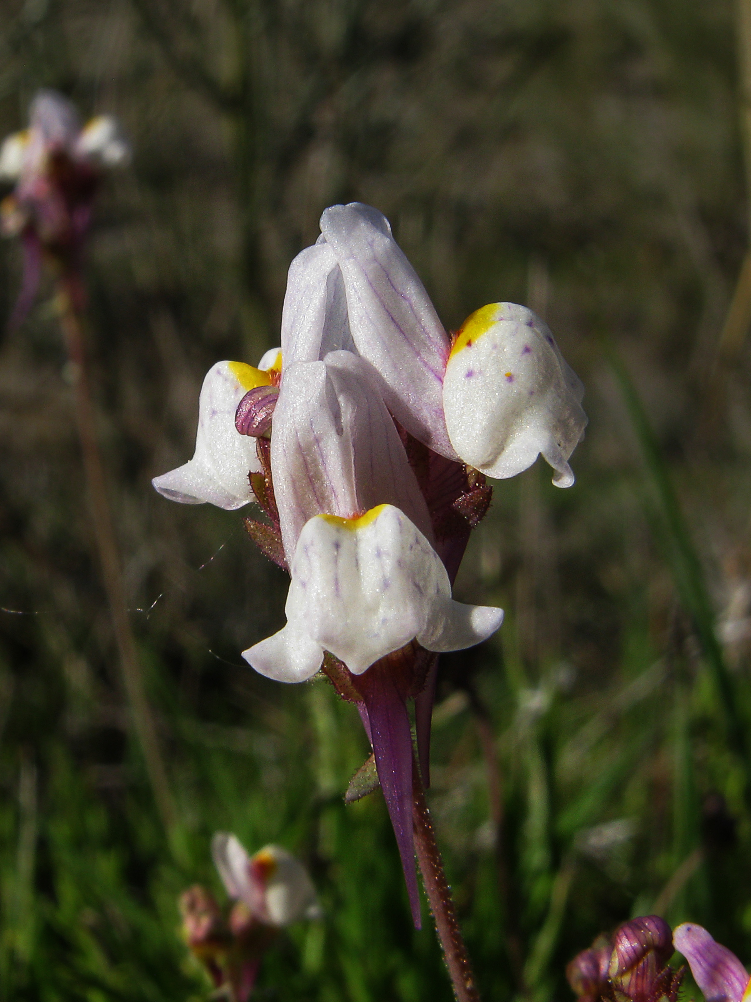 Linaria amethystea (16511070094)