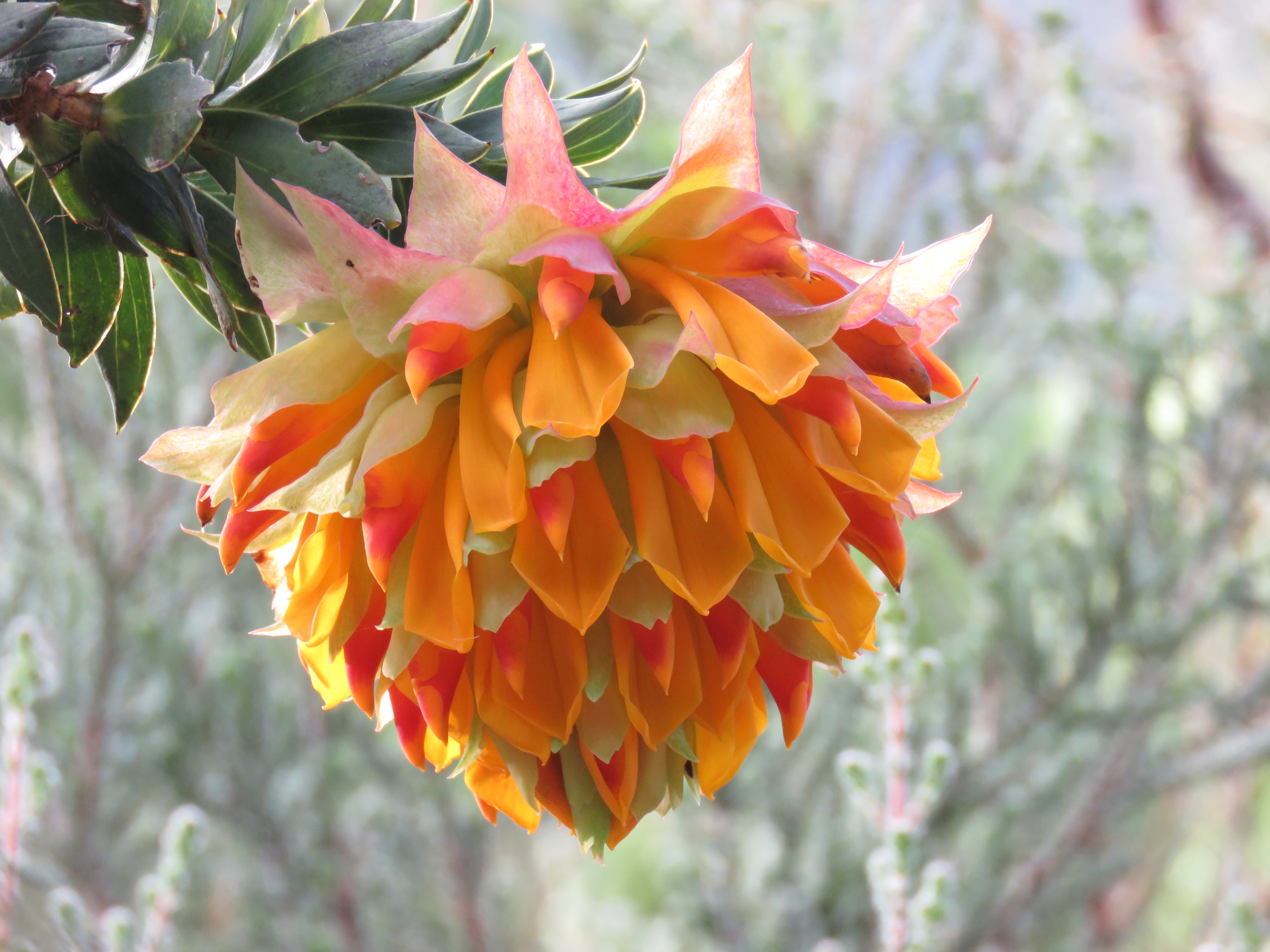 Liparia splendens Flower