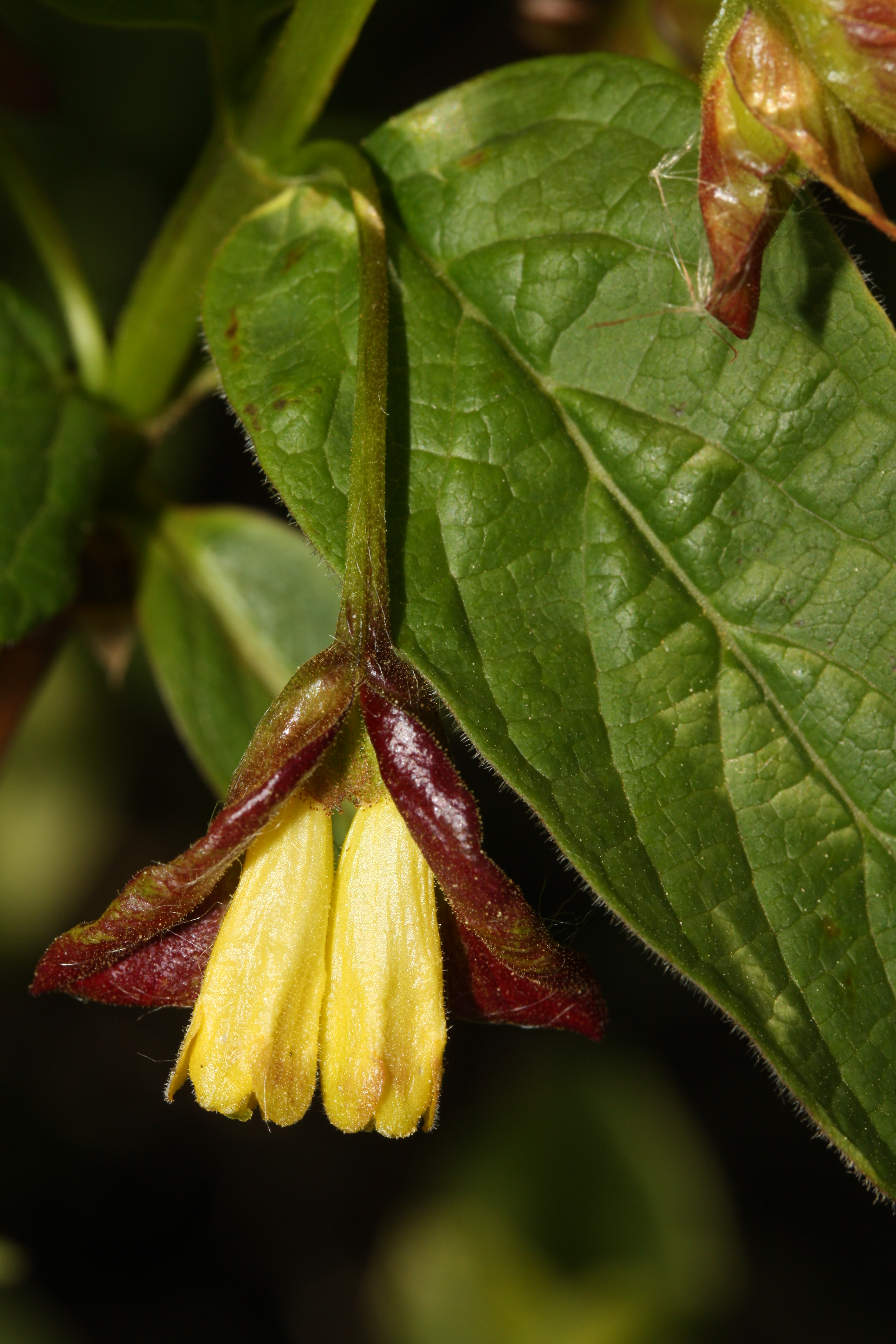 Lonicera involucrata 6504