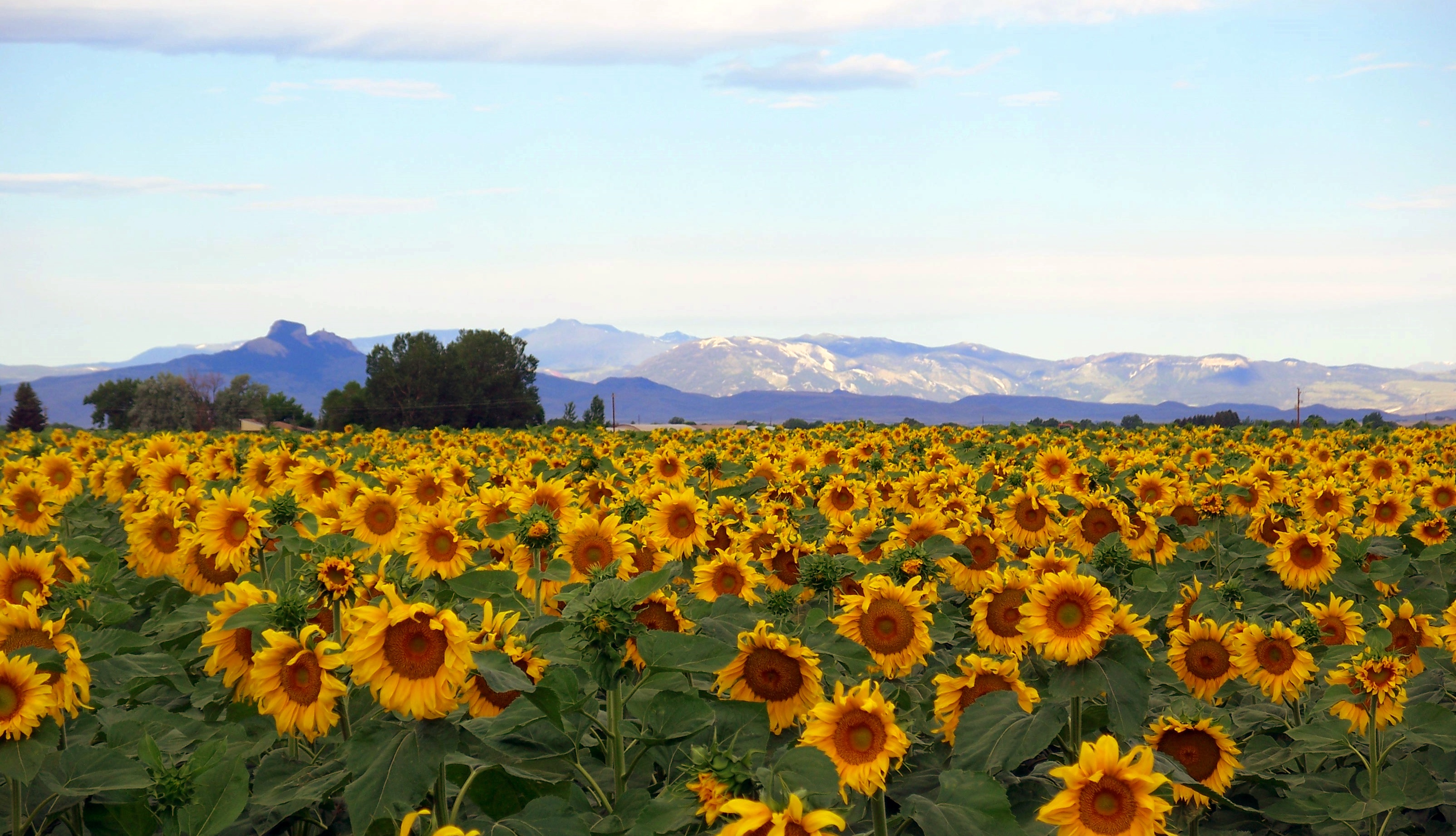 Looking west to Heart Mountain while in a field of Sunflowers. Powell, Wyoming