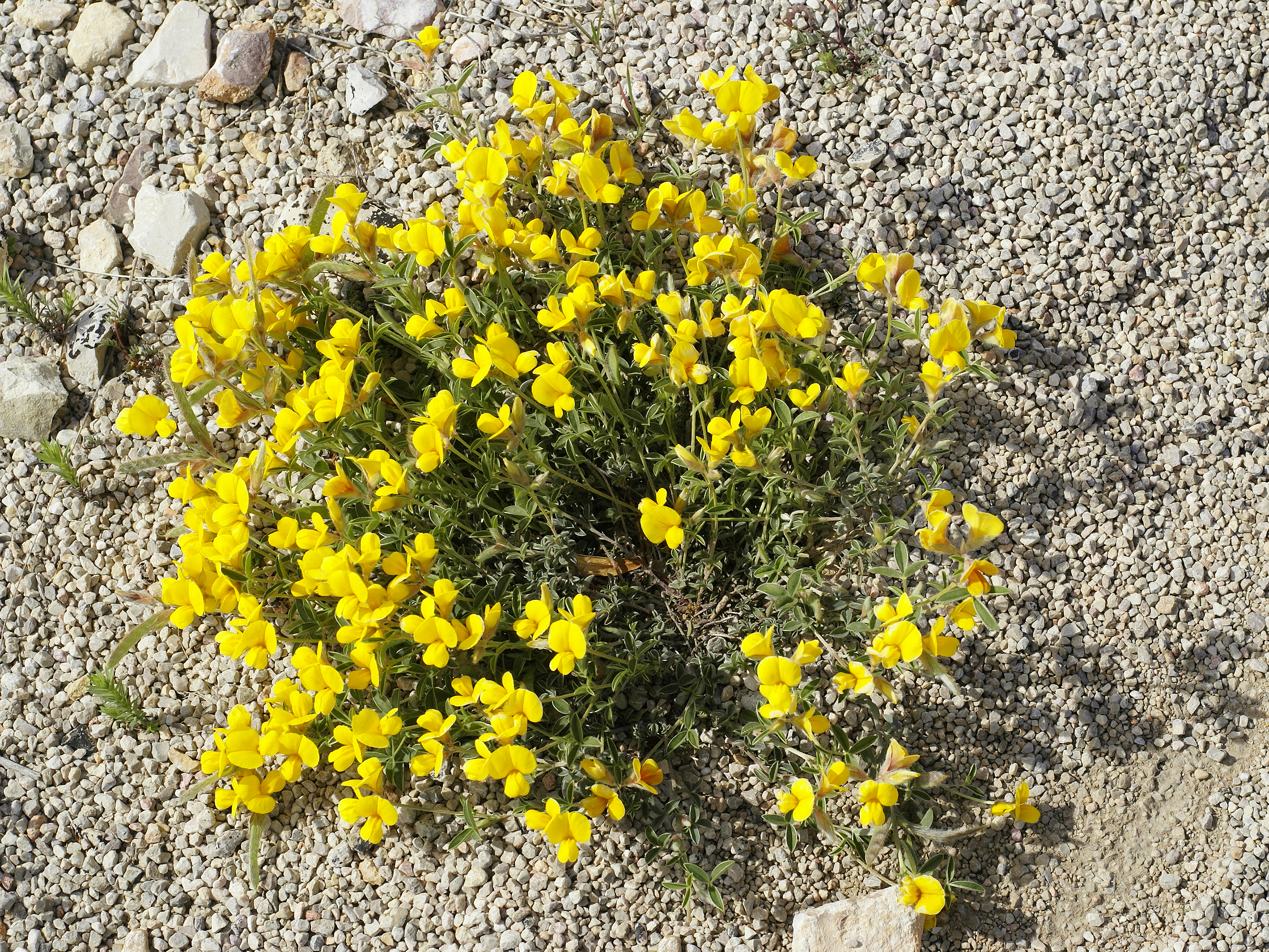 Lotus sp. (habitus)