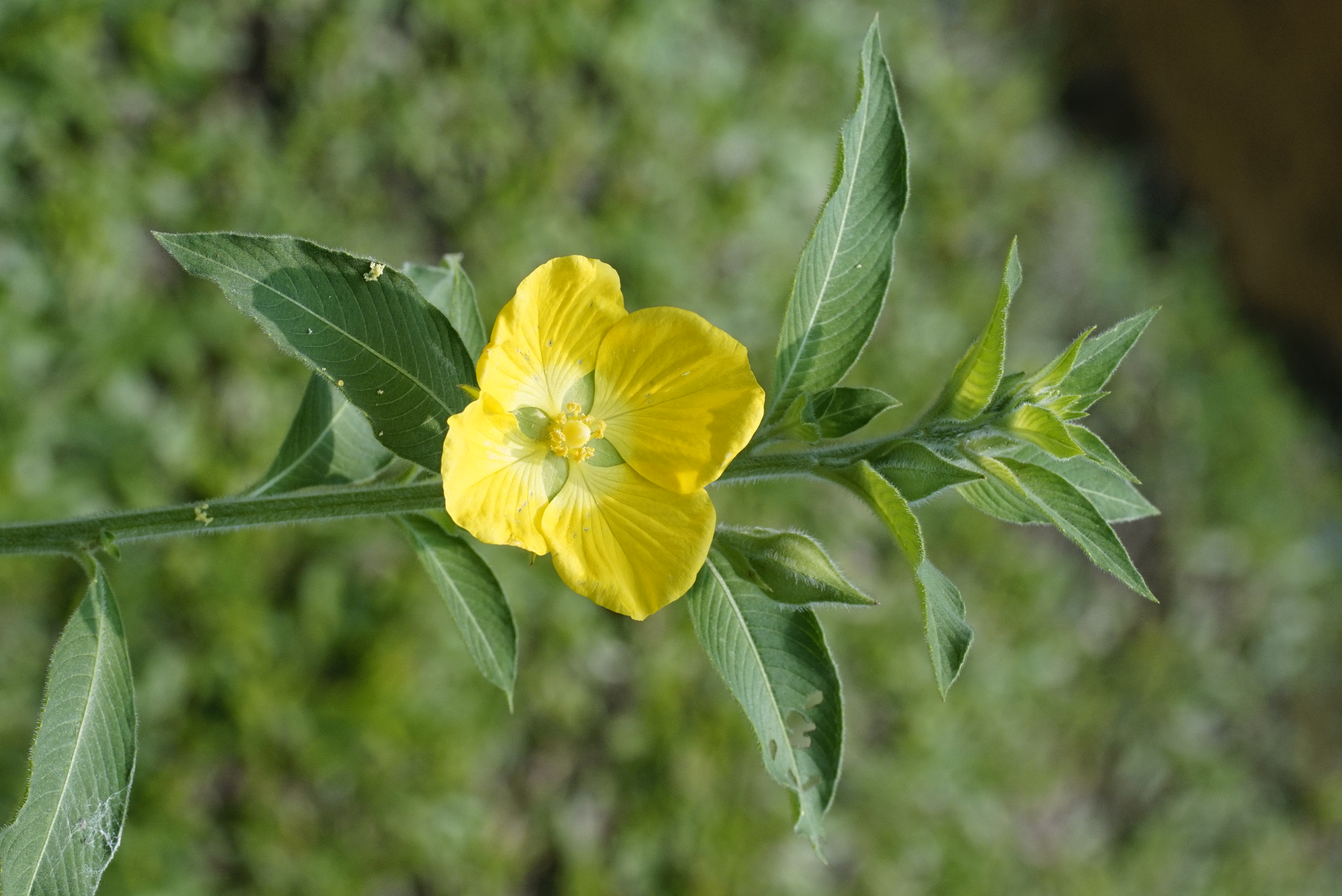 Ludwigia peruviana 8456