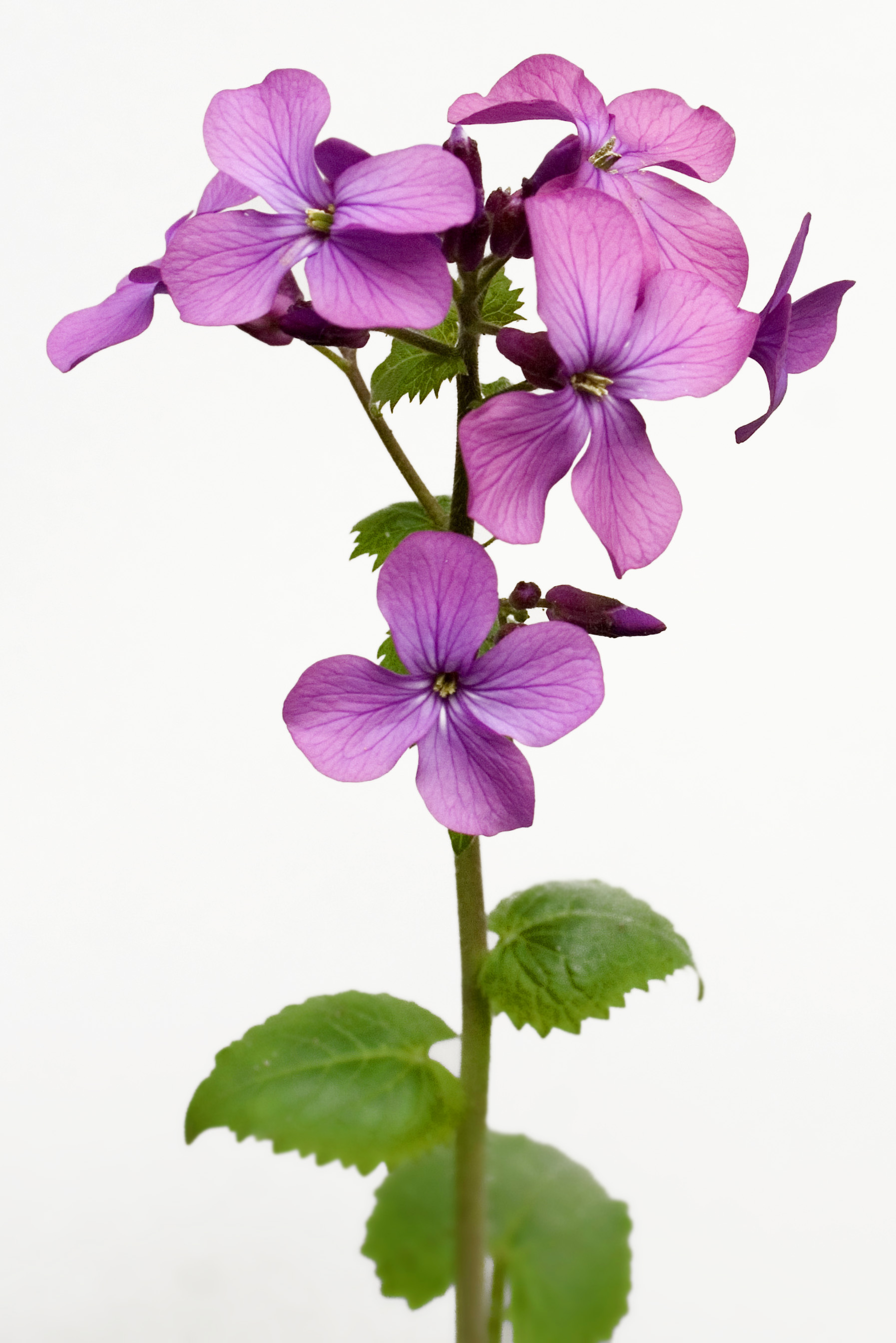 Lunaria annua - Foto Takkk (Takacs) Hungary