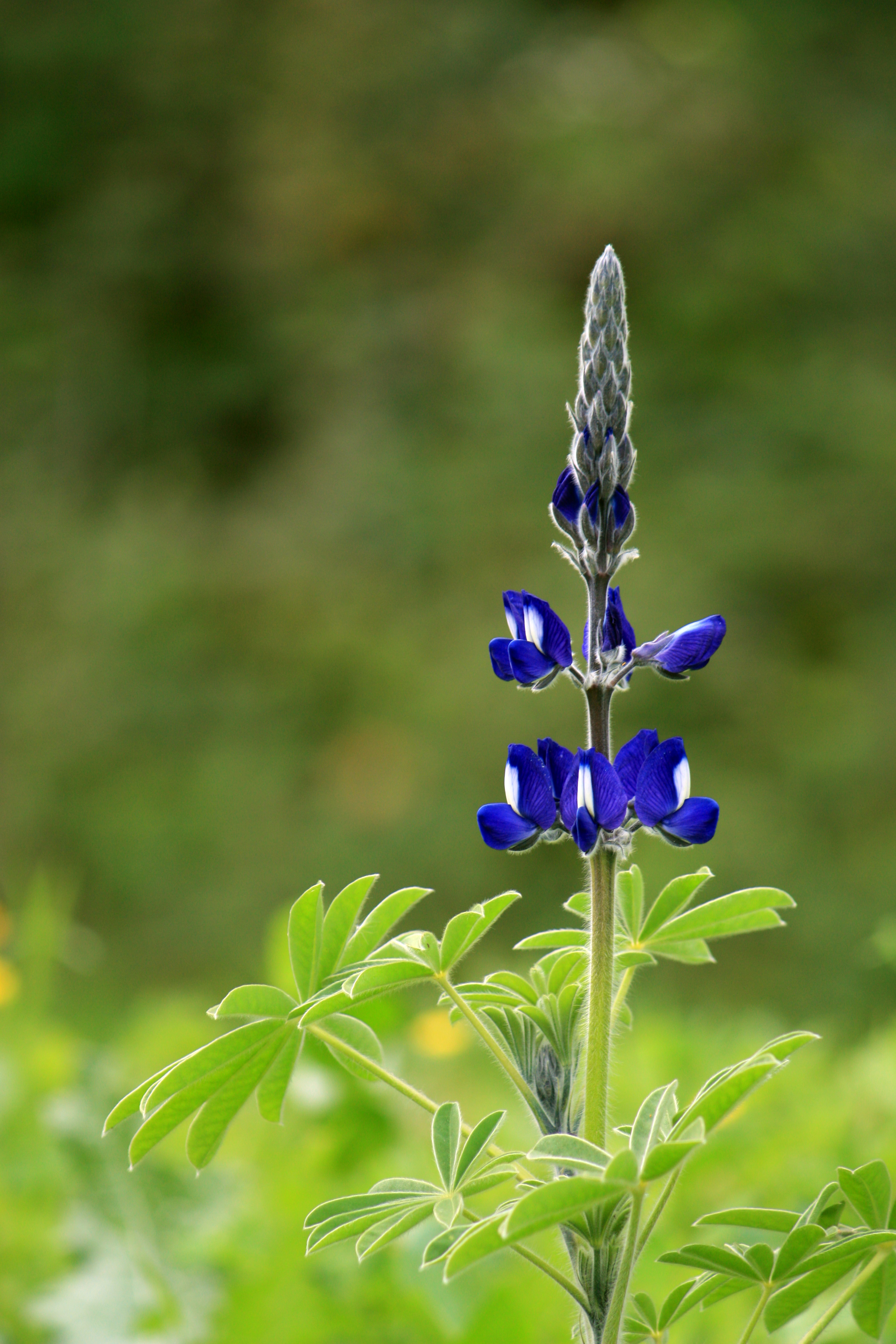 Lupinus pilosus adl2