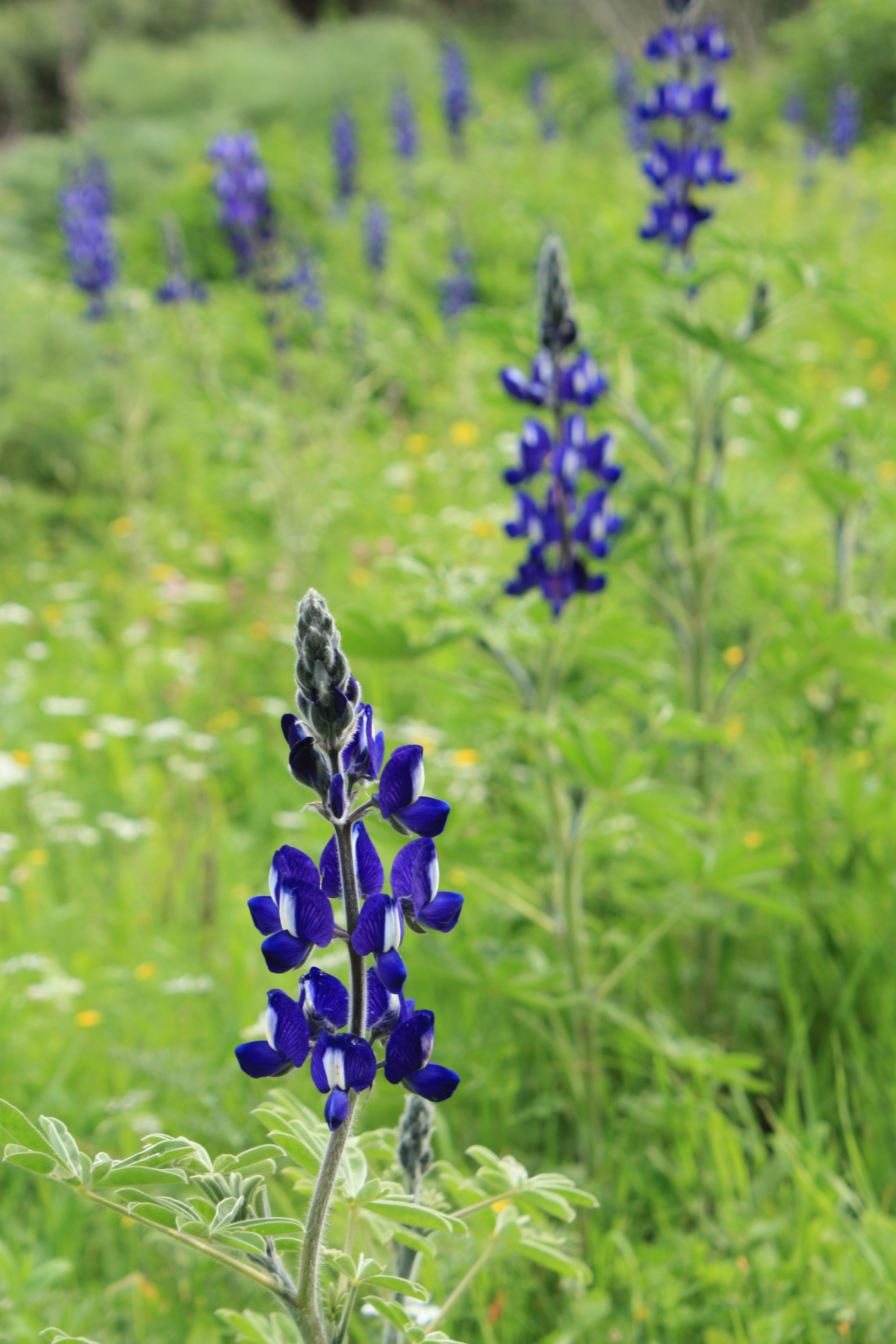Lupinus pilosus adl3