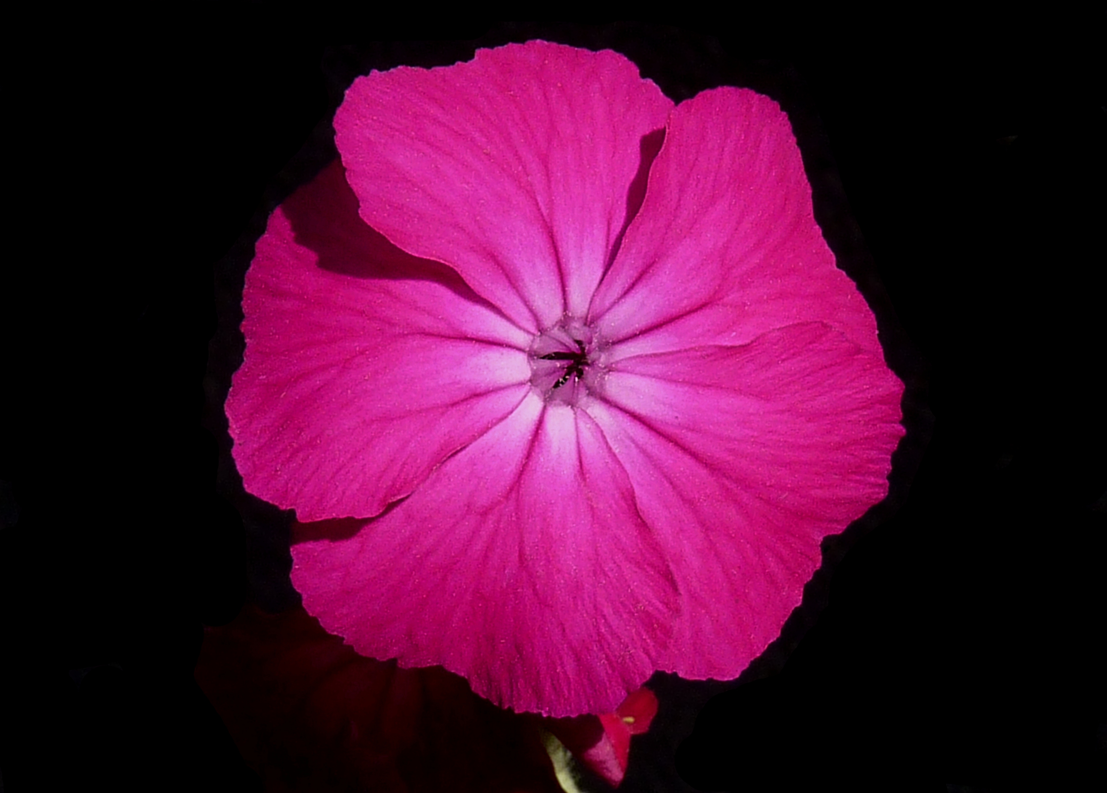 Lychnis coronaria J2