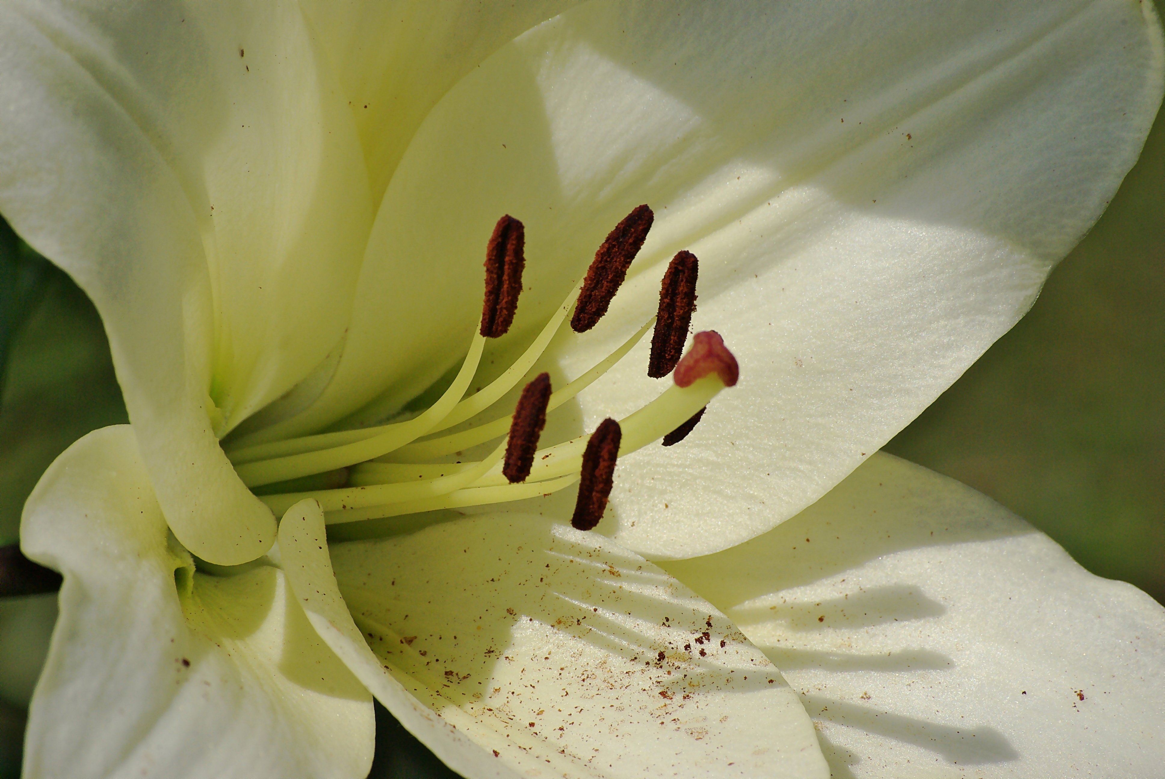Lys blanc détail FR 2012