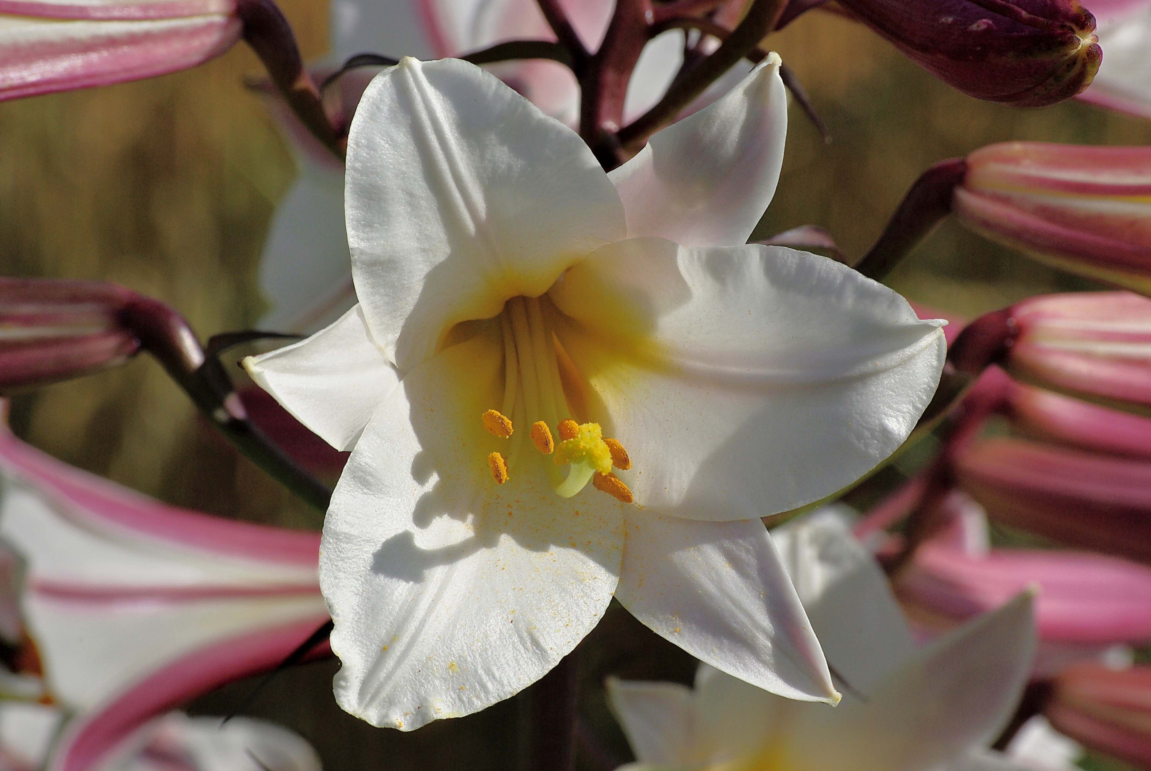 Lys royal 2 FR 2012