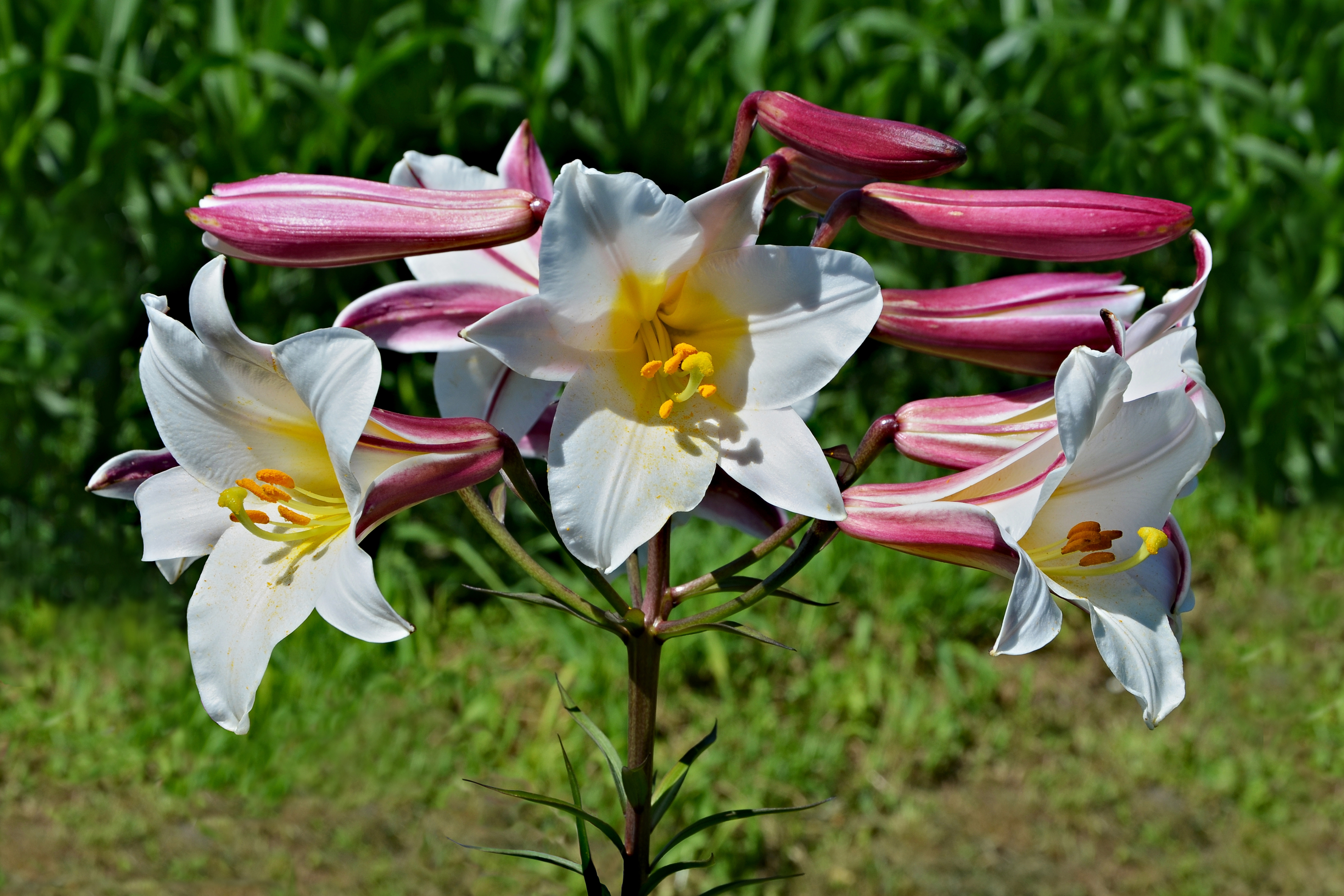 Lys royal Inflorescence FR 2013