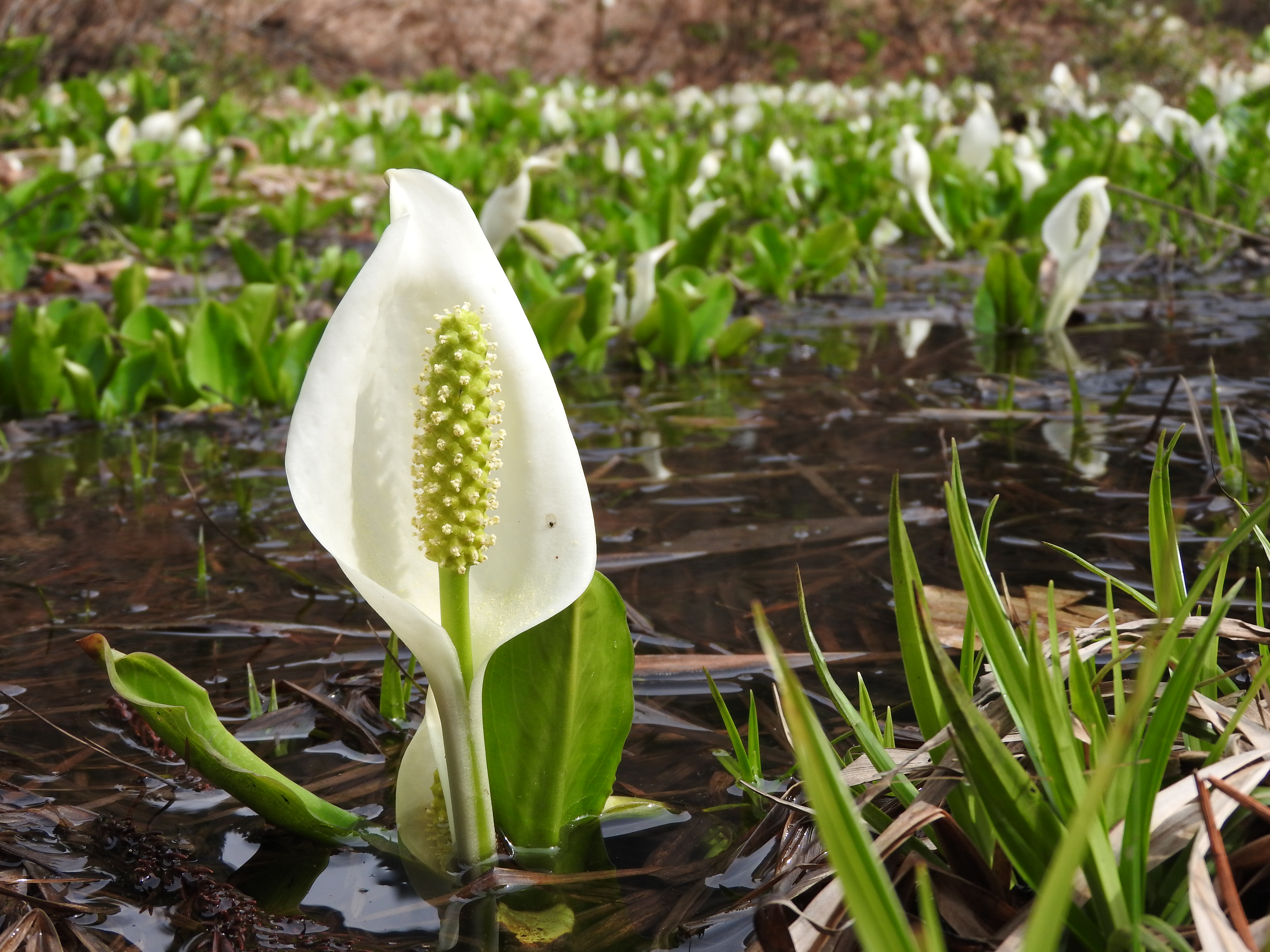Lysichite blanc à Shiramine (Hakusan) - 08 - 2016-04-25