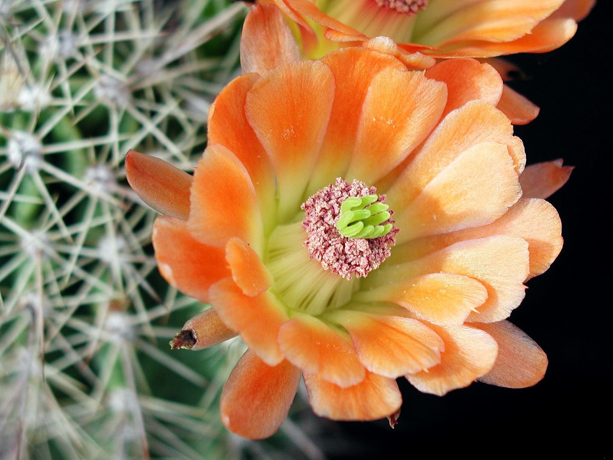 Macro cactus