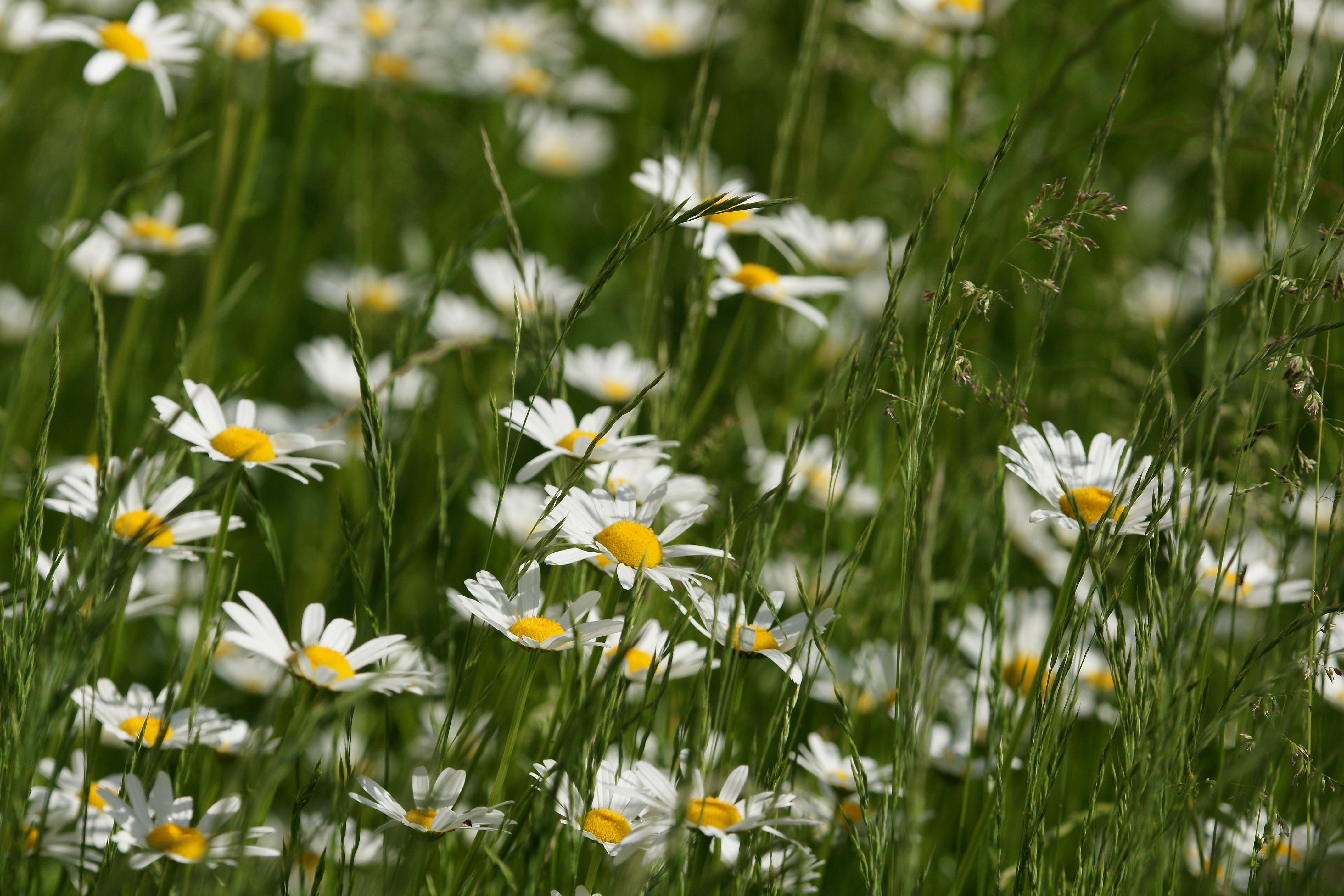 Magerwiesen Margerite, Leucanthemum vulgare 3