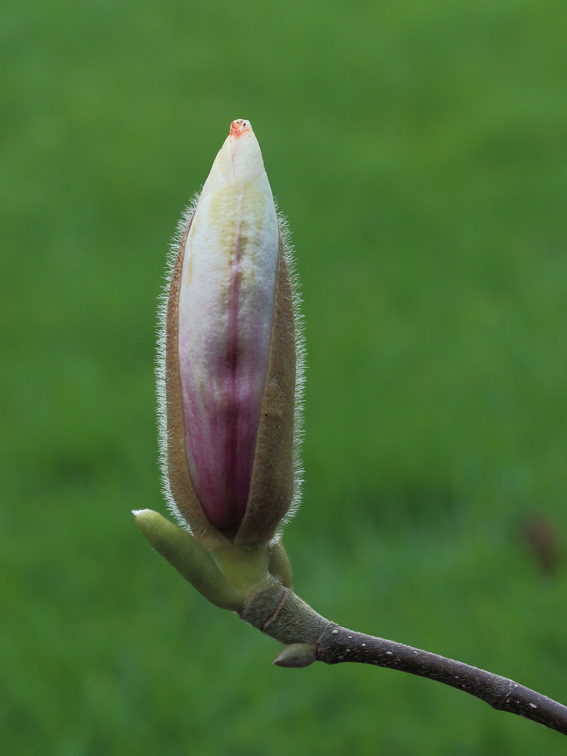 Magnolia ( beverboom) 03