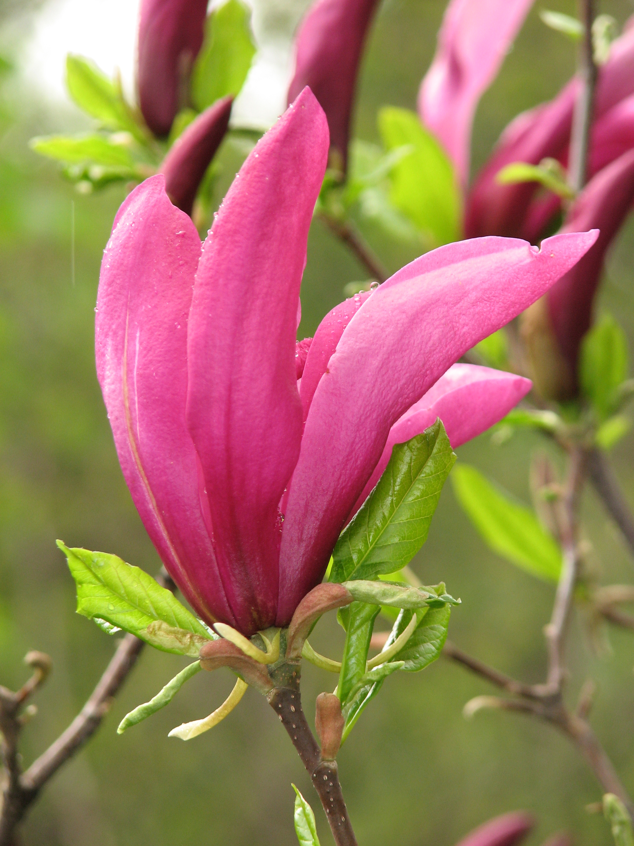Magnolia 'Susan' 02