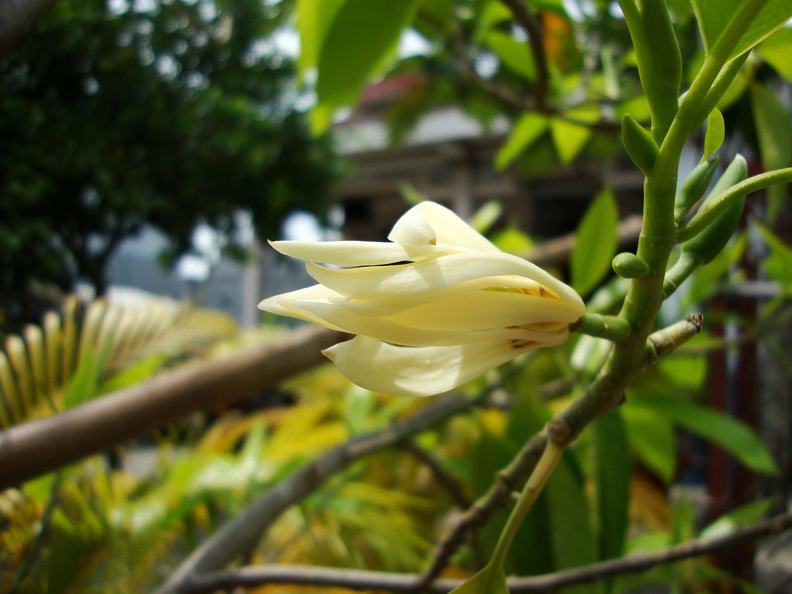 Magnolia × alba
