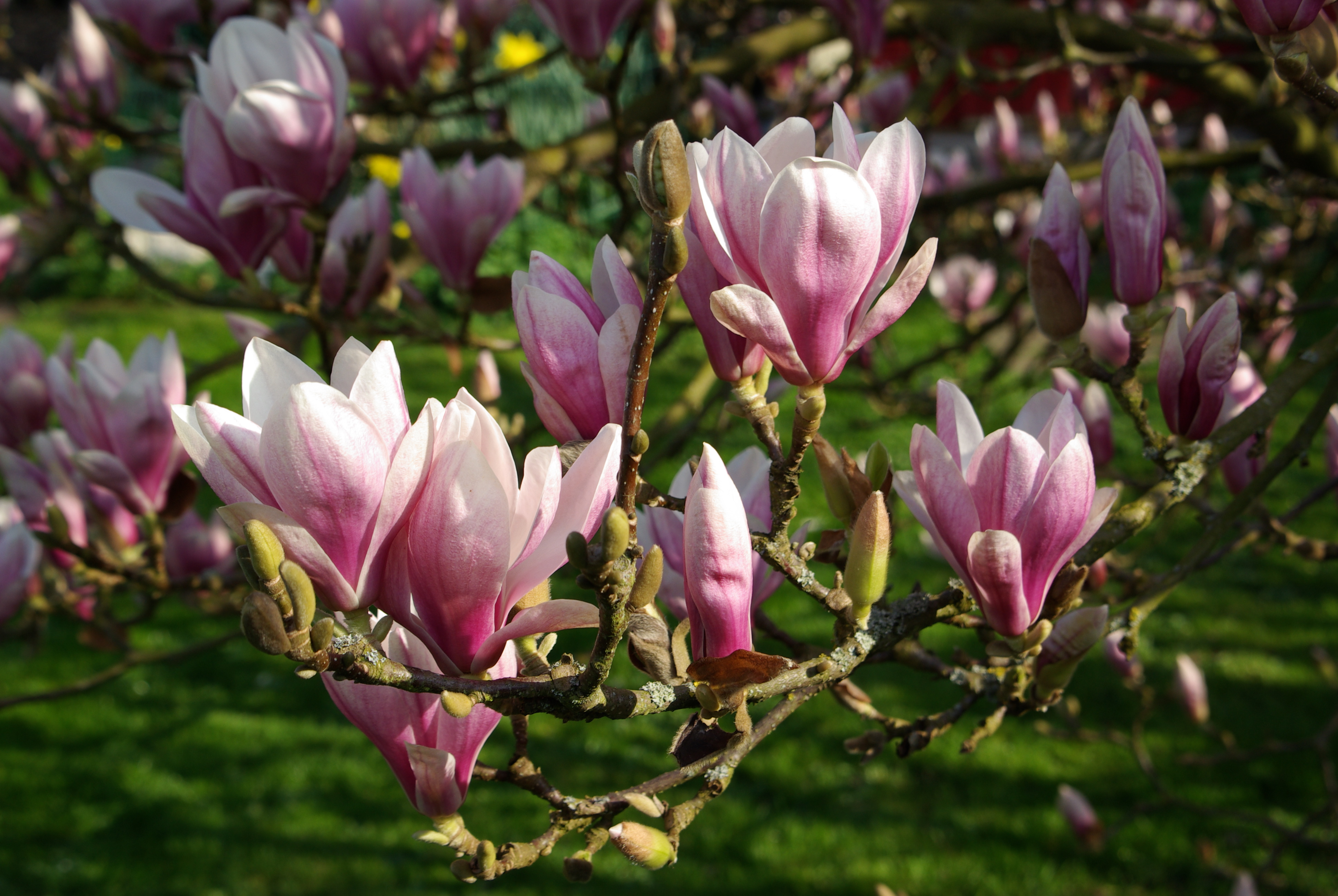 Magnolia × soulangeana BW 1