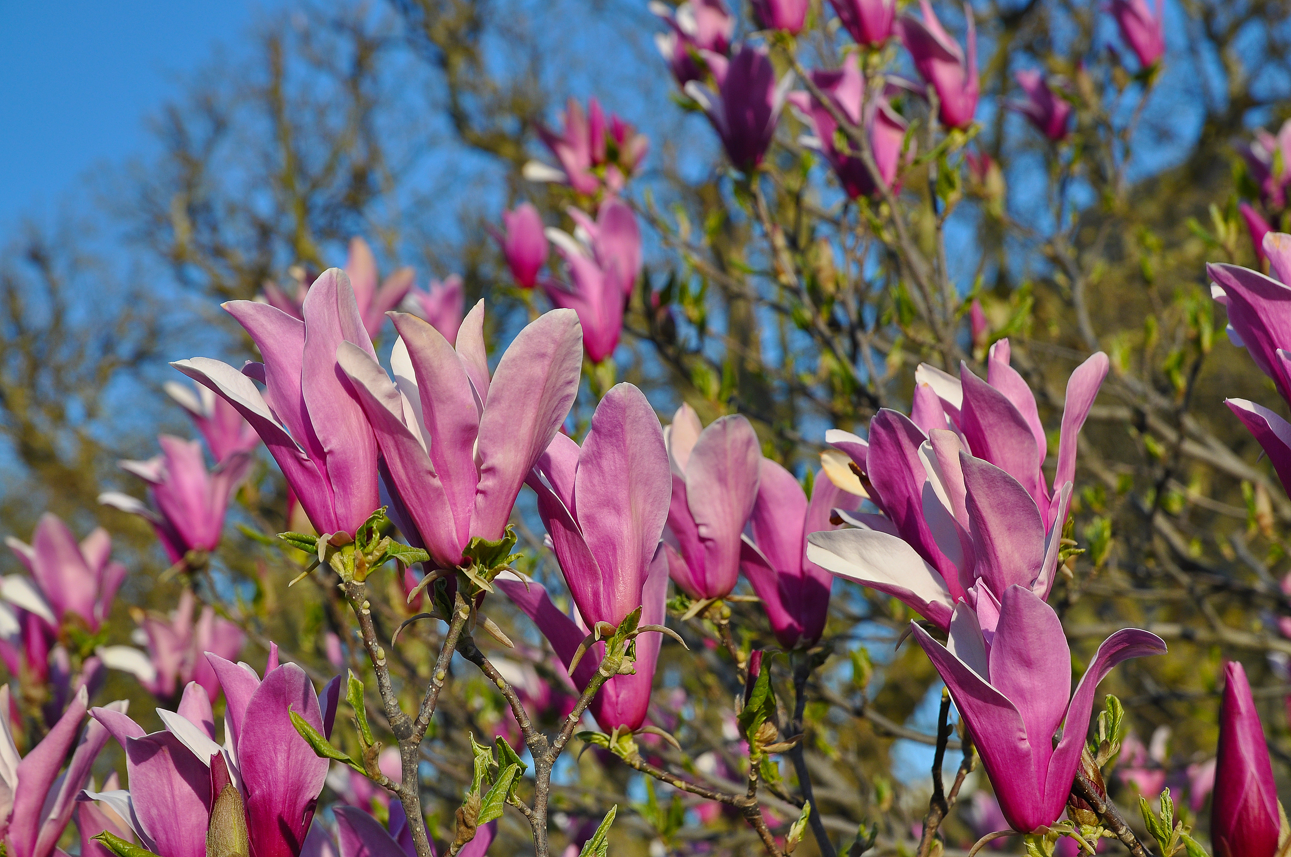 Magnolia liliiflora 'Nigra' in Jardin des Plantes, Paris 01