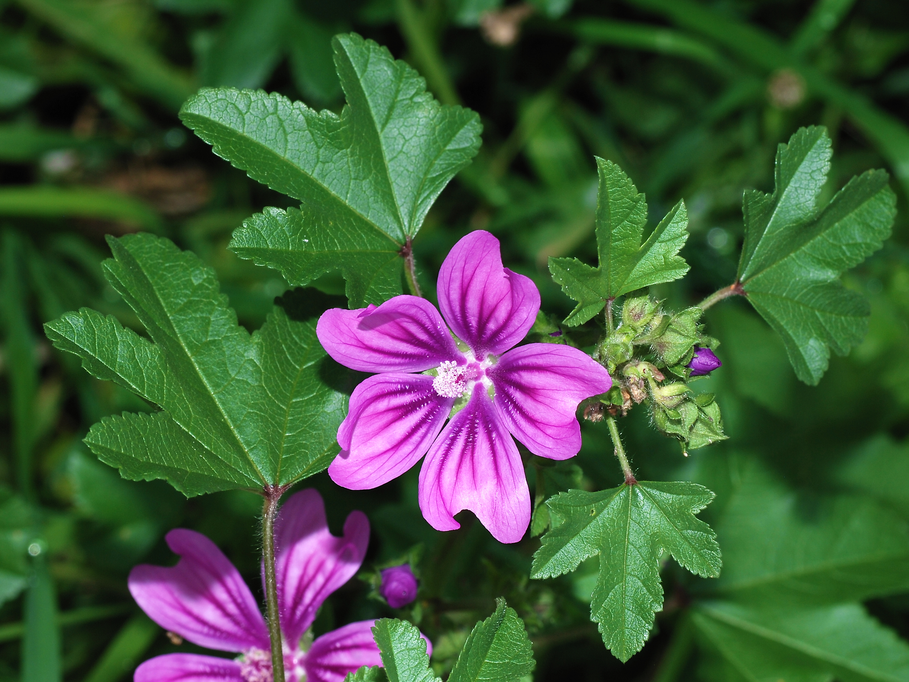 Mallow January 2008-1