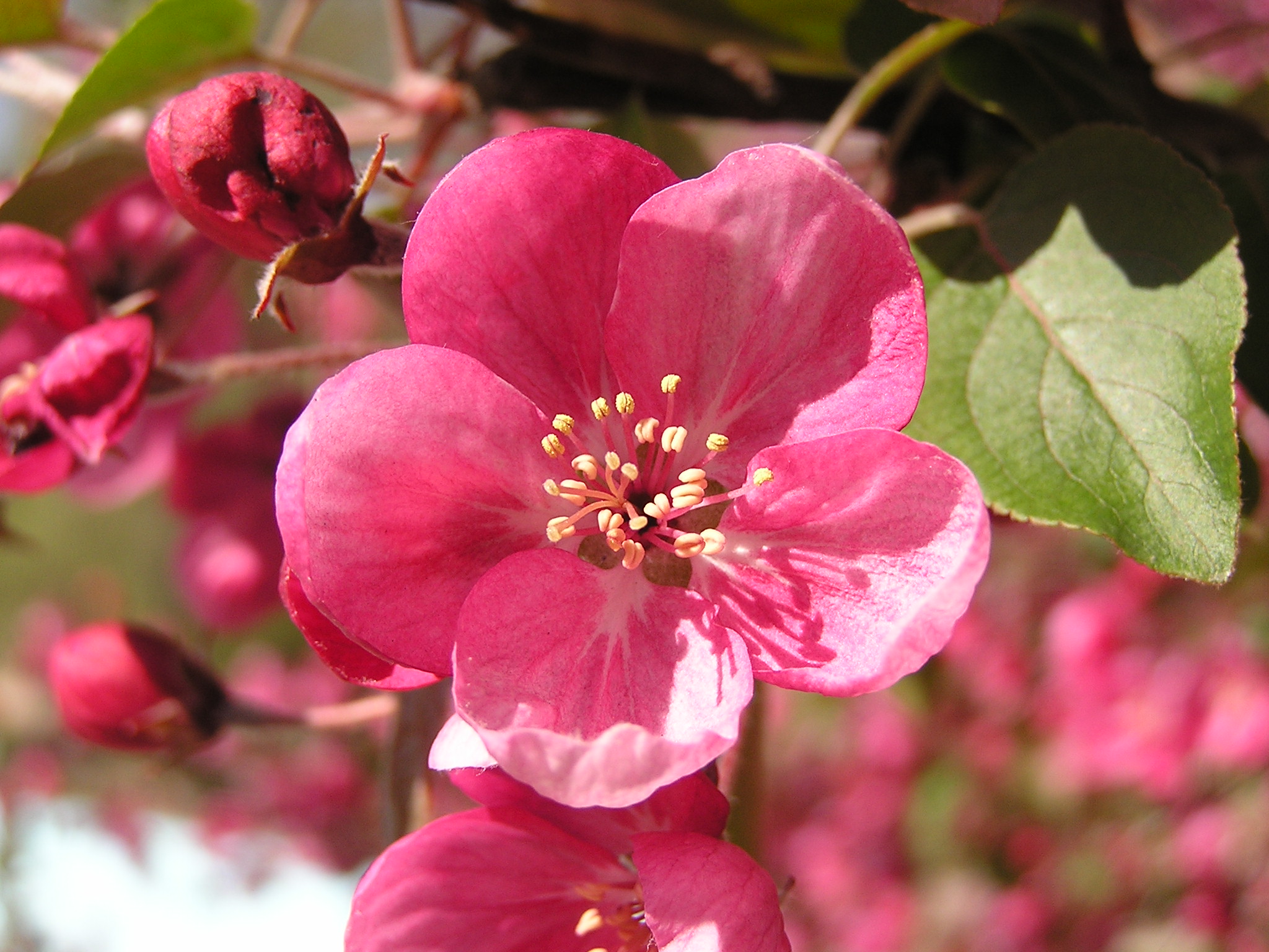 Malus cultivars in Donetsk 1
